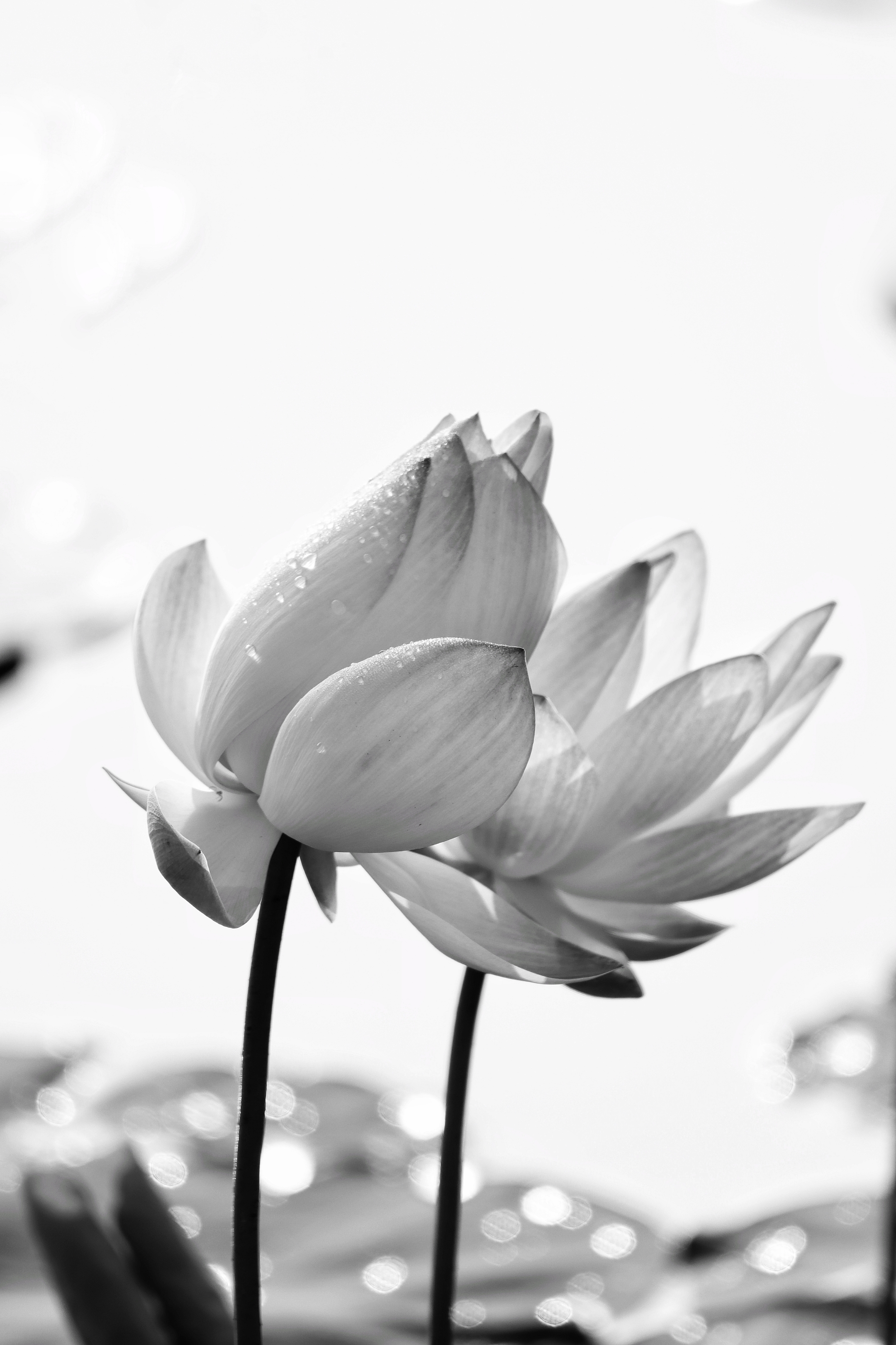 黑白照荷花《首友》