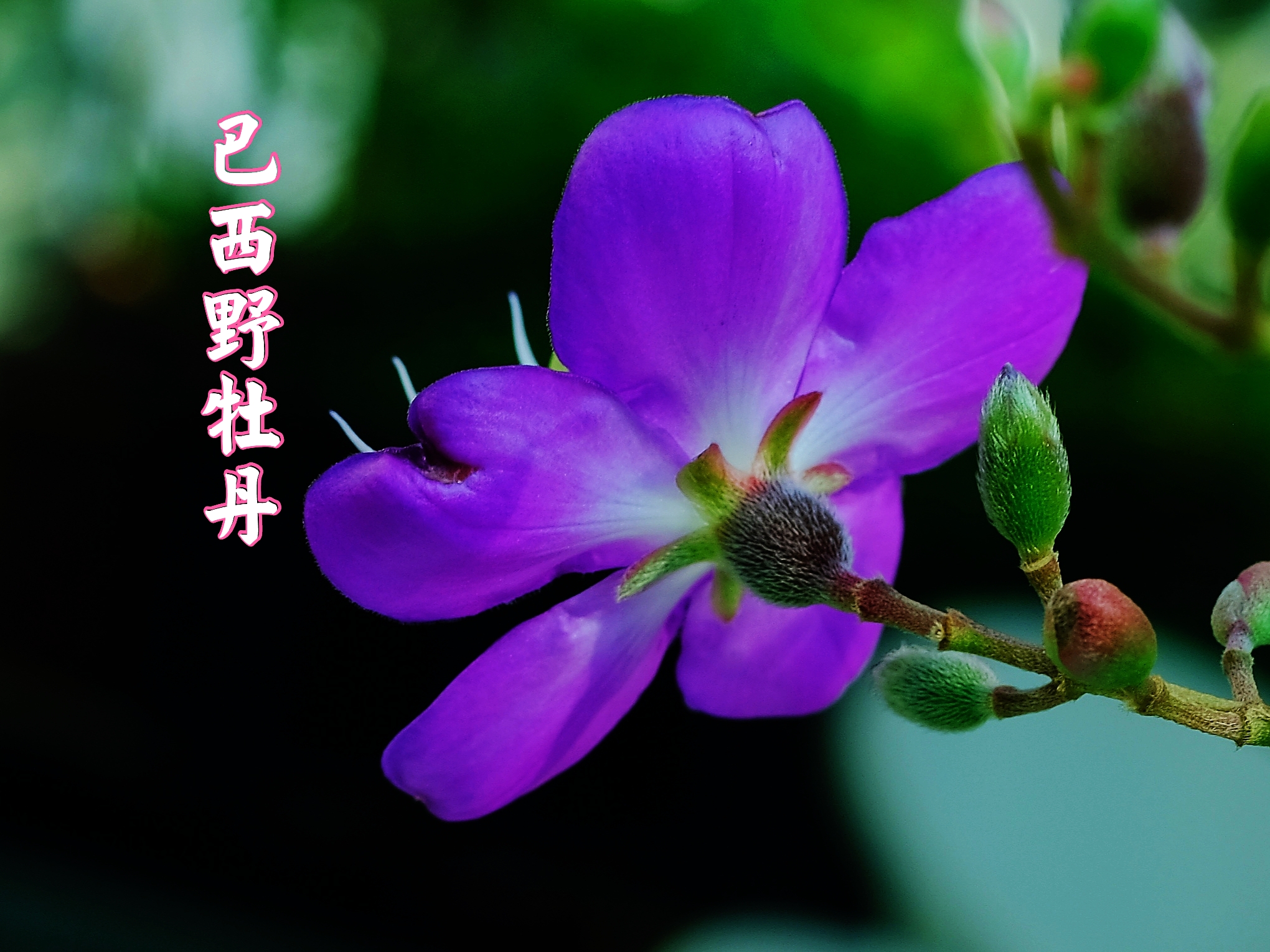 巴西野生紫牡丹