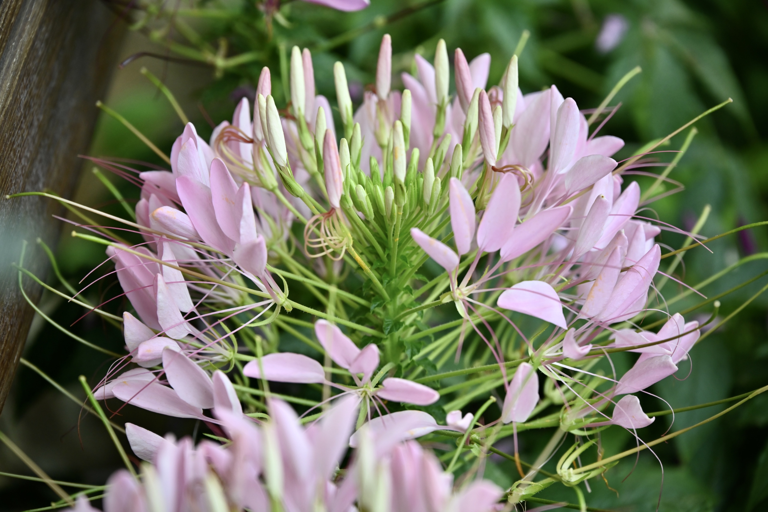 晚上闭合 但是 有一些花白天晚上都开花 而白天闭合 醉蝶花 是其中之