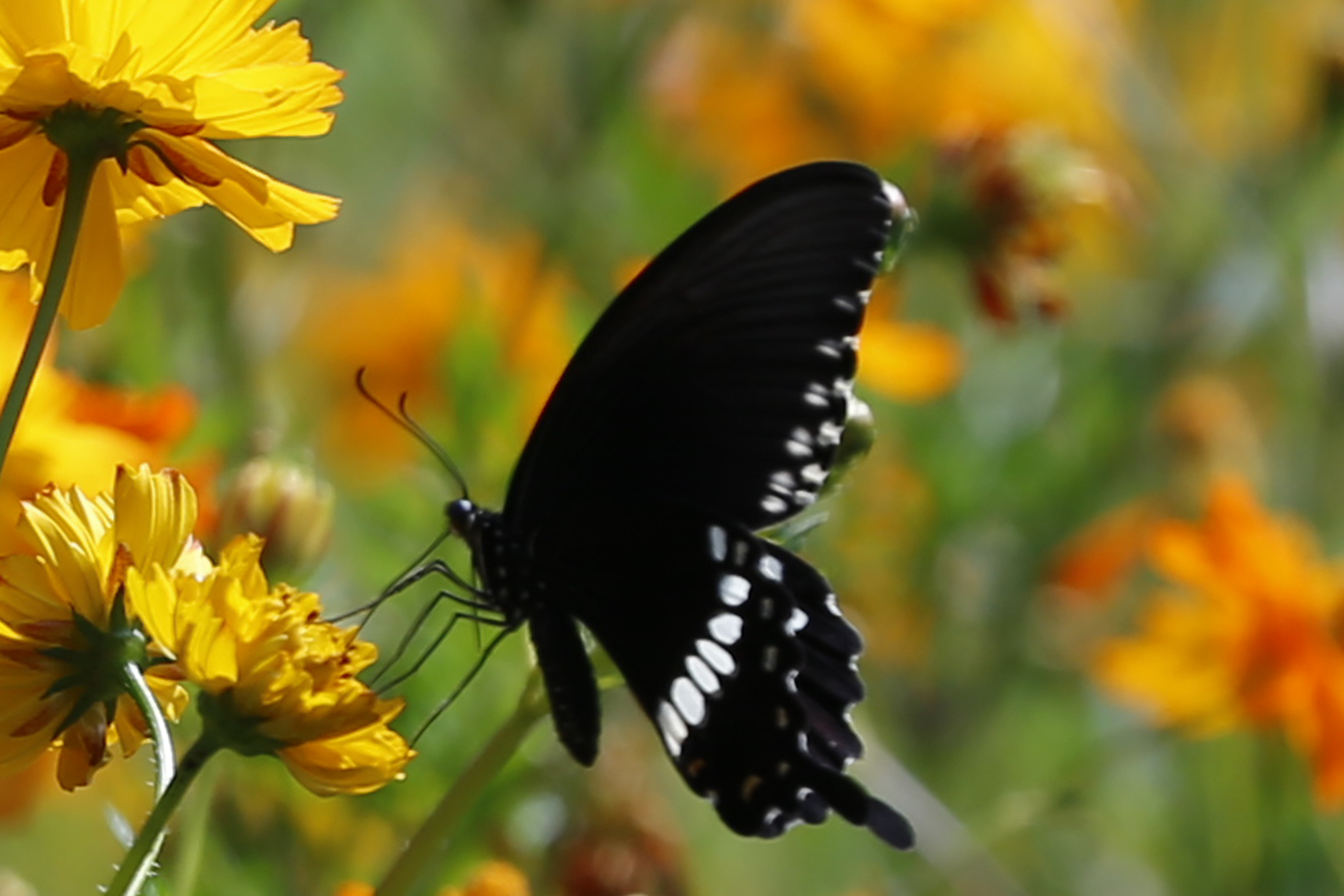 小菌【首发】庄周梦蝶