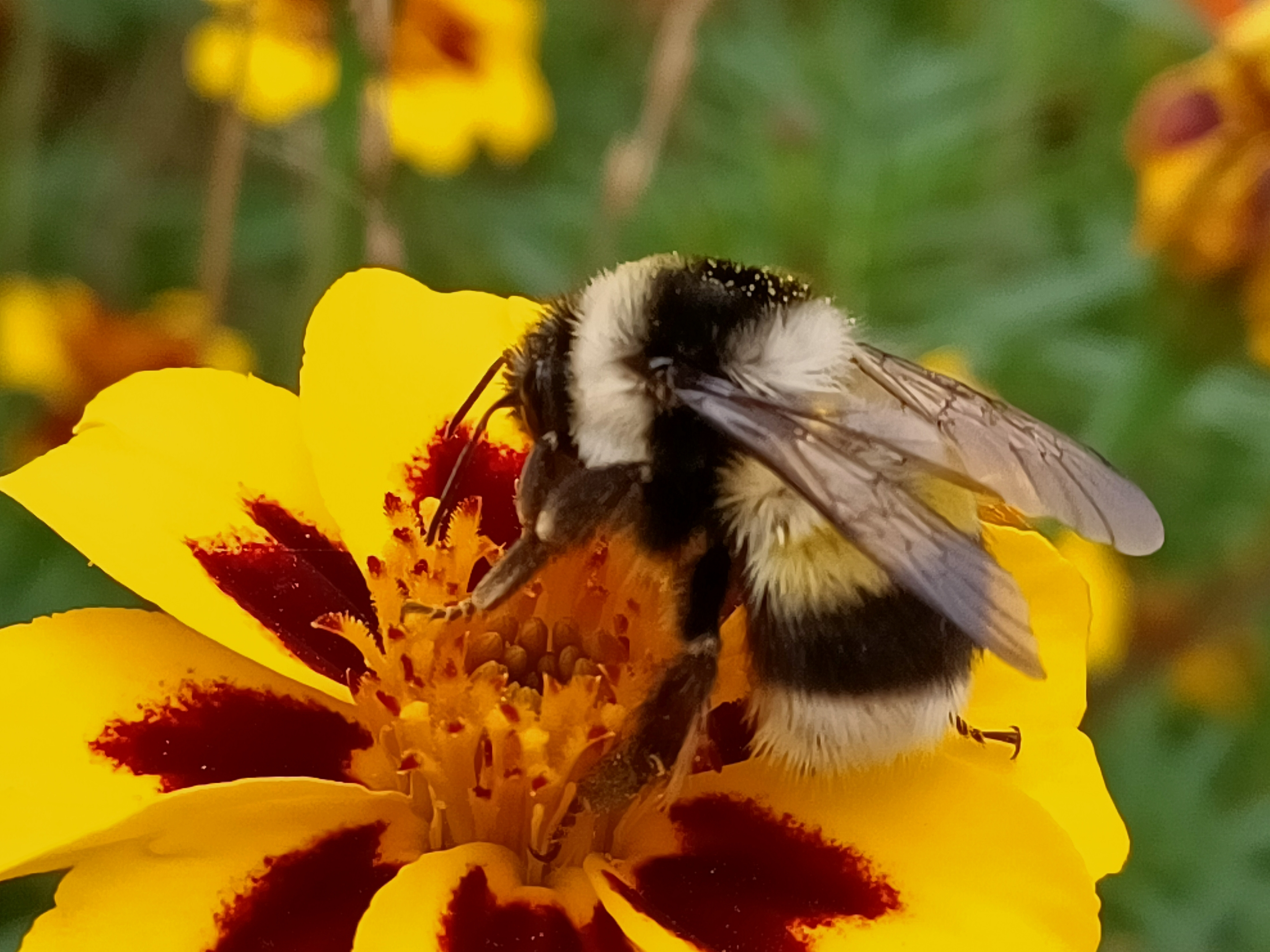 熊猫蜂(原创首发)