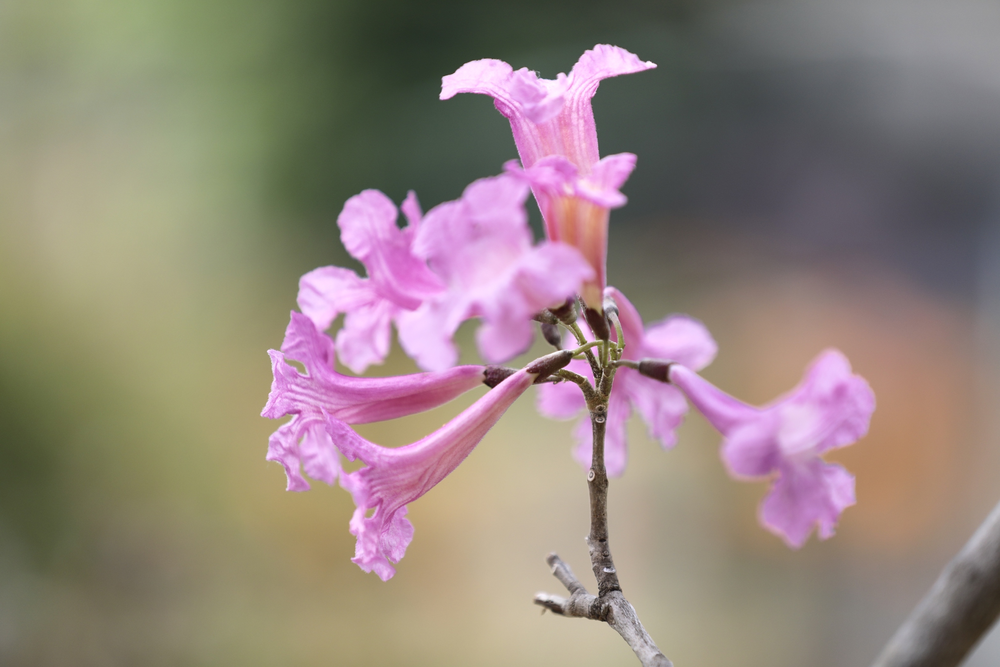 紫花風鈴