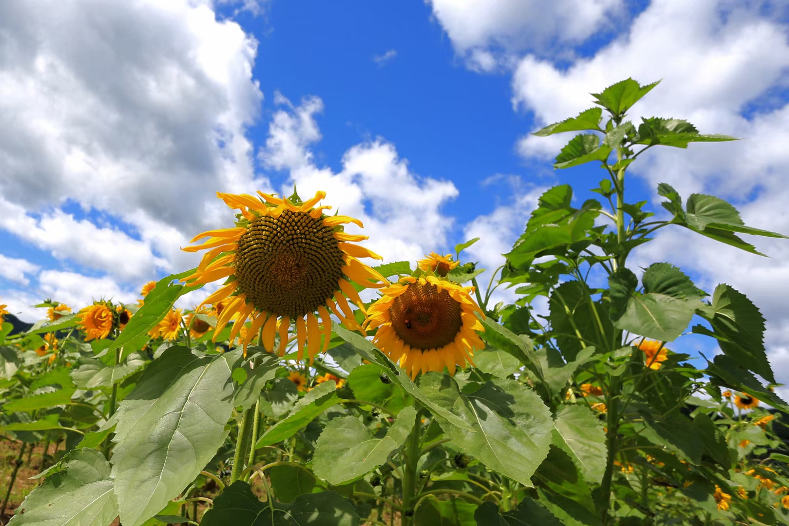 蓝天下的向日葵