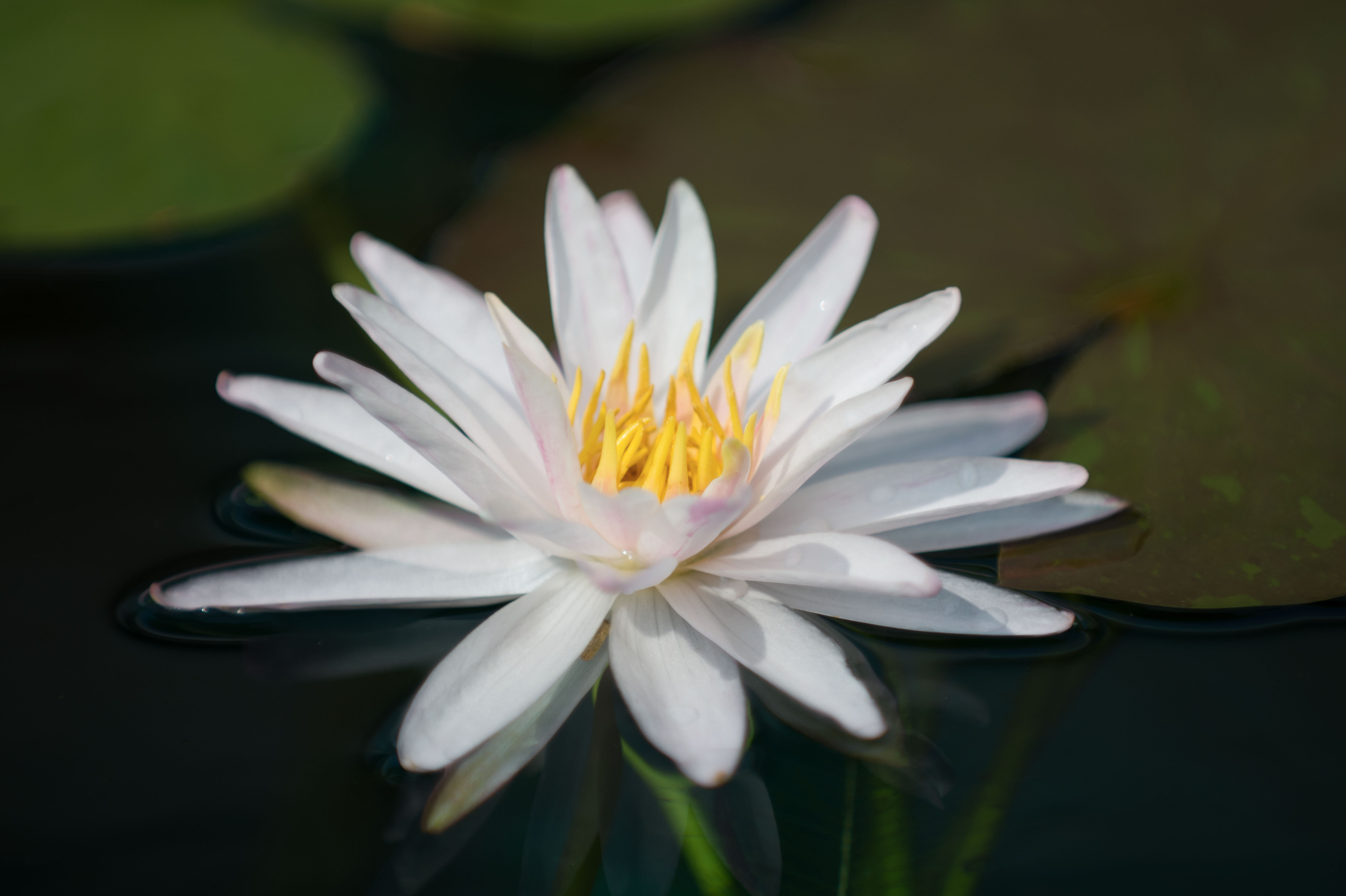 在古埃及神话里,太阳是由荷花绽放诞生的,睡莲因此被奉为"神圣之花"