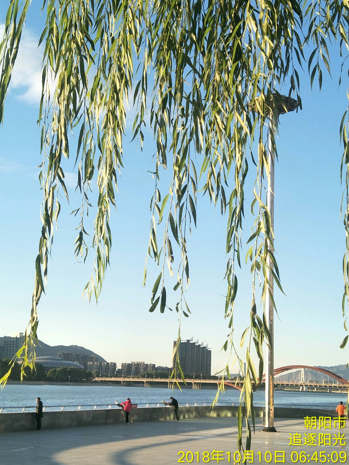 朝阳垂柳