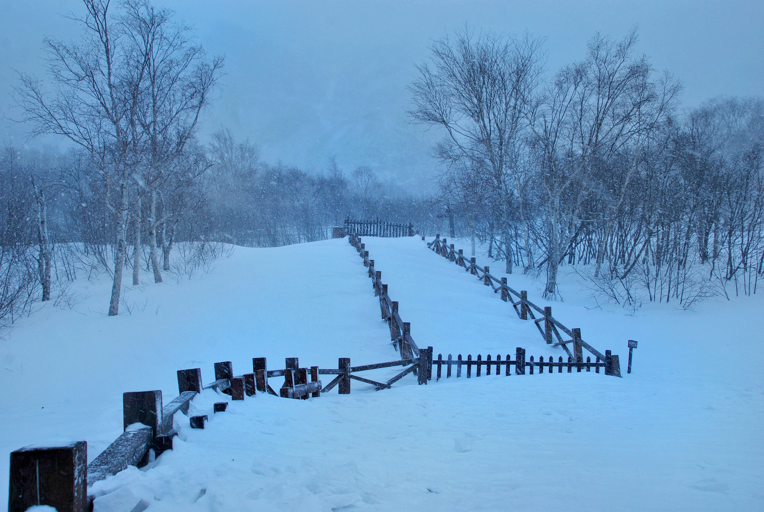 白天下雪图片真实图片