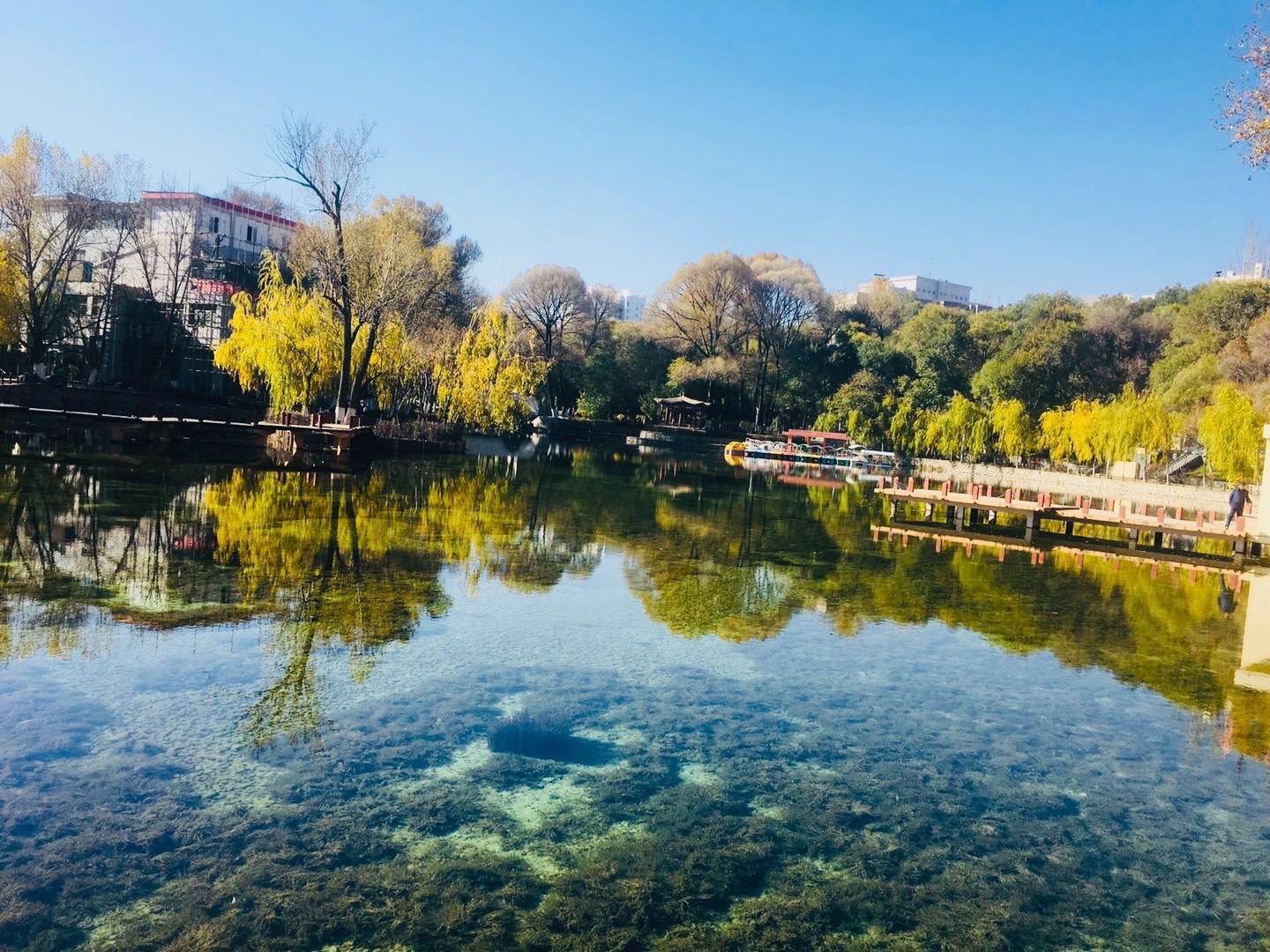 西宁市麒麟湾公园的秋景惊艳了谁