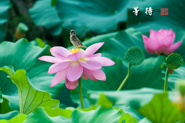《荷》"春江水暖鸭先知",温度回升,冰