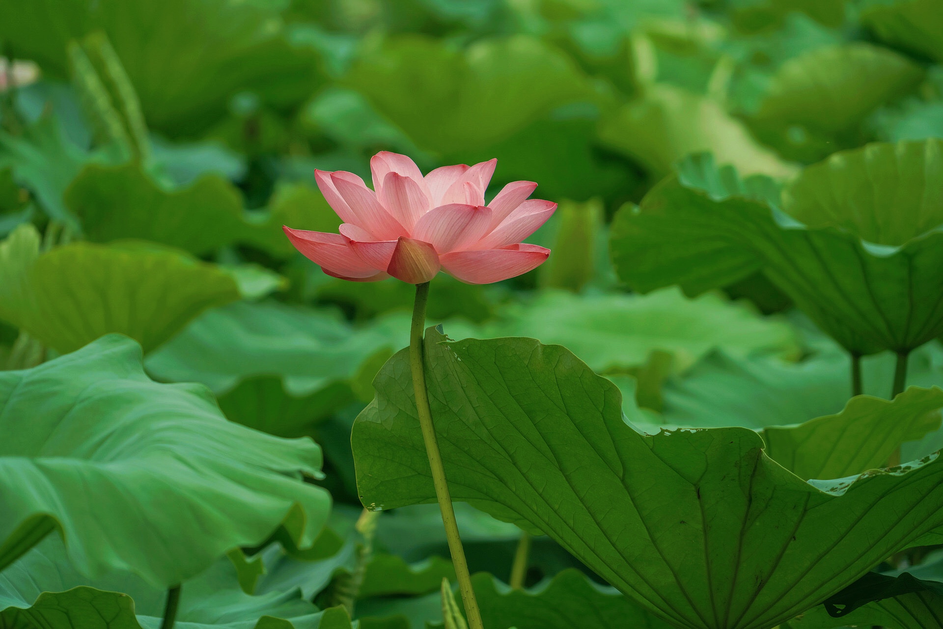 [首发] 夏荷