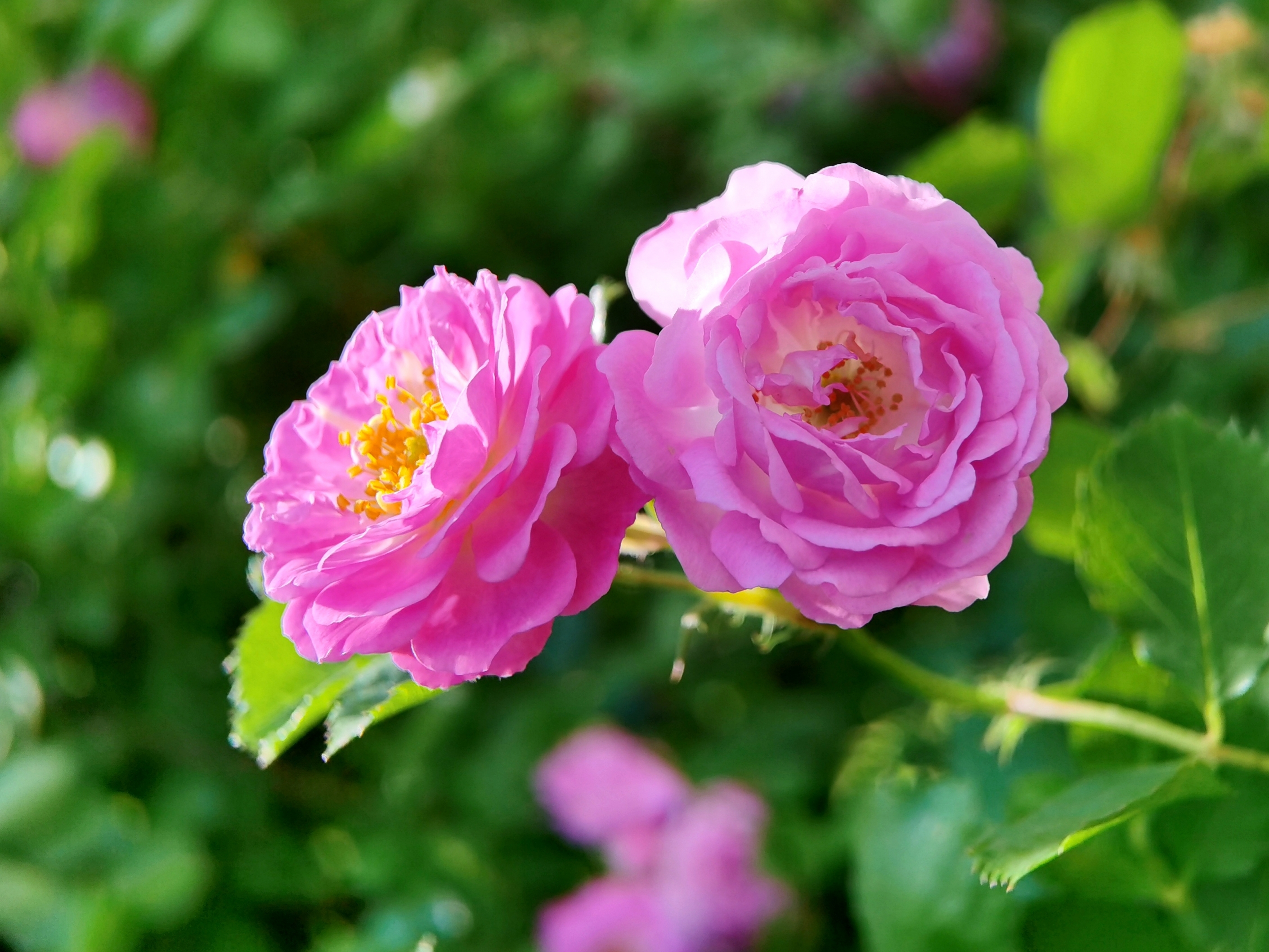 是蔷薇属部分植物的通称,主要指蔓藤蔷薇的变种及园艺品种.