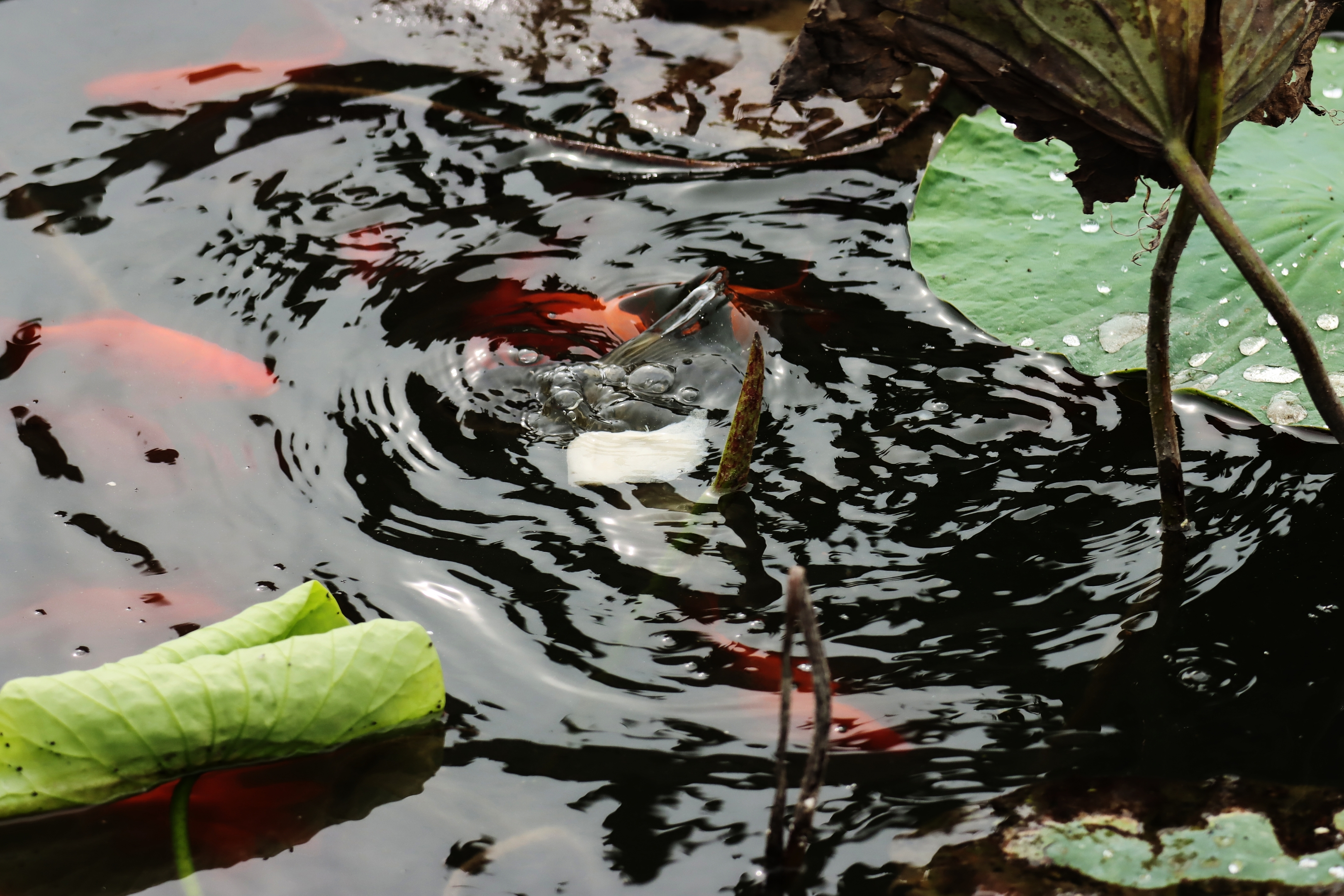 喂荷塘金鲤鱼《首发》