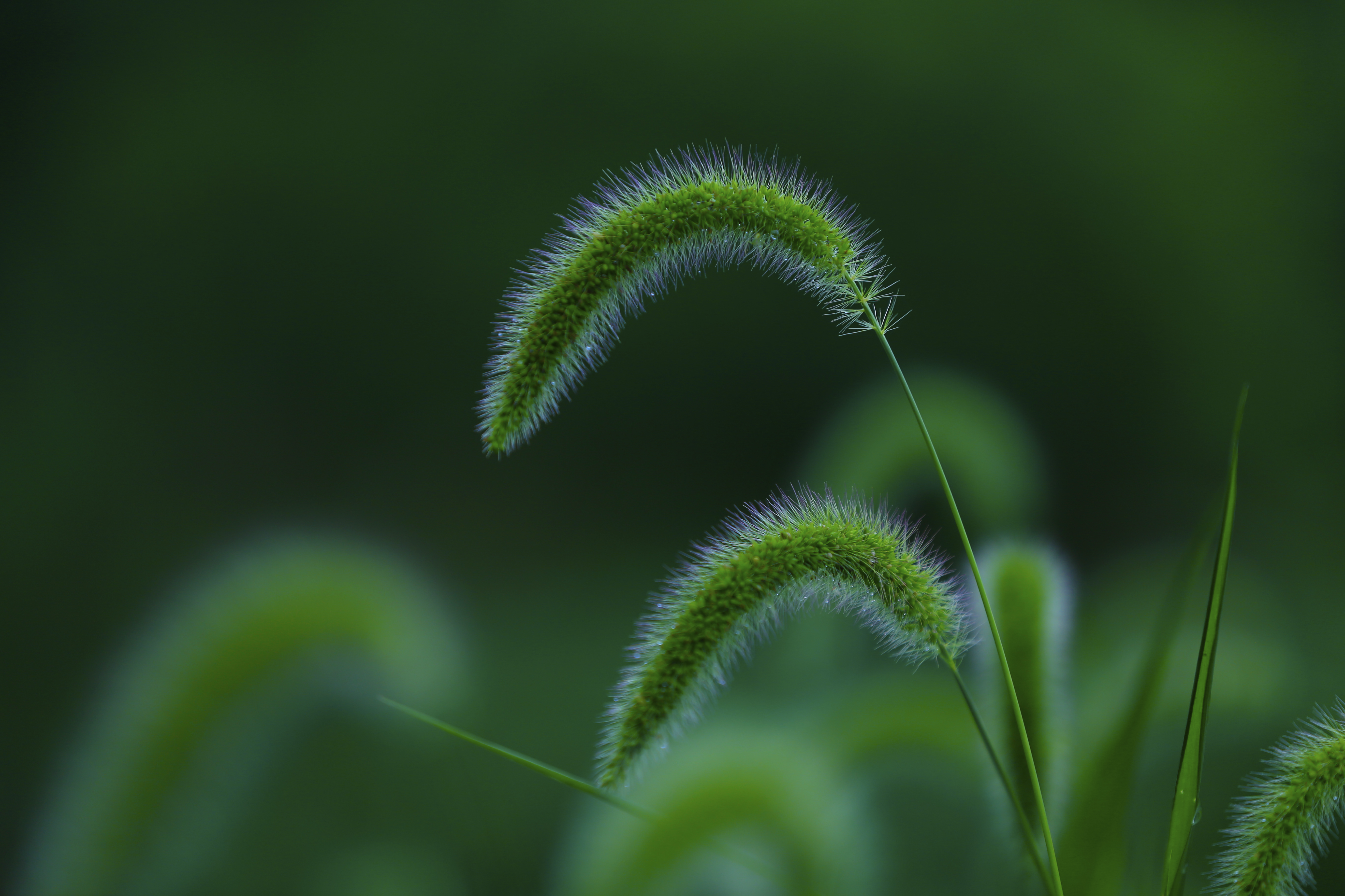 狗尾巴草壁纸图片