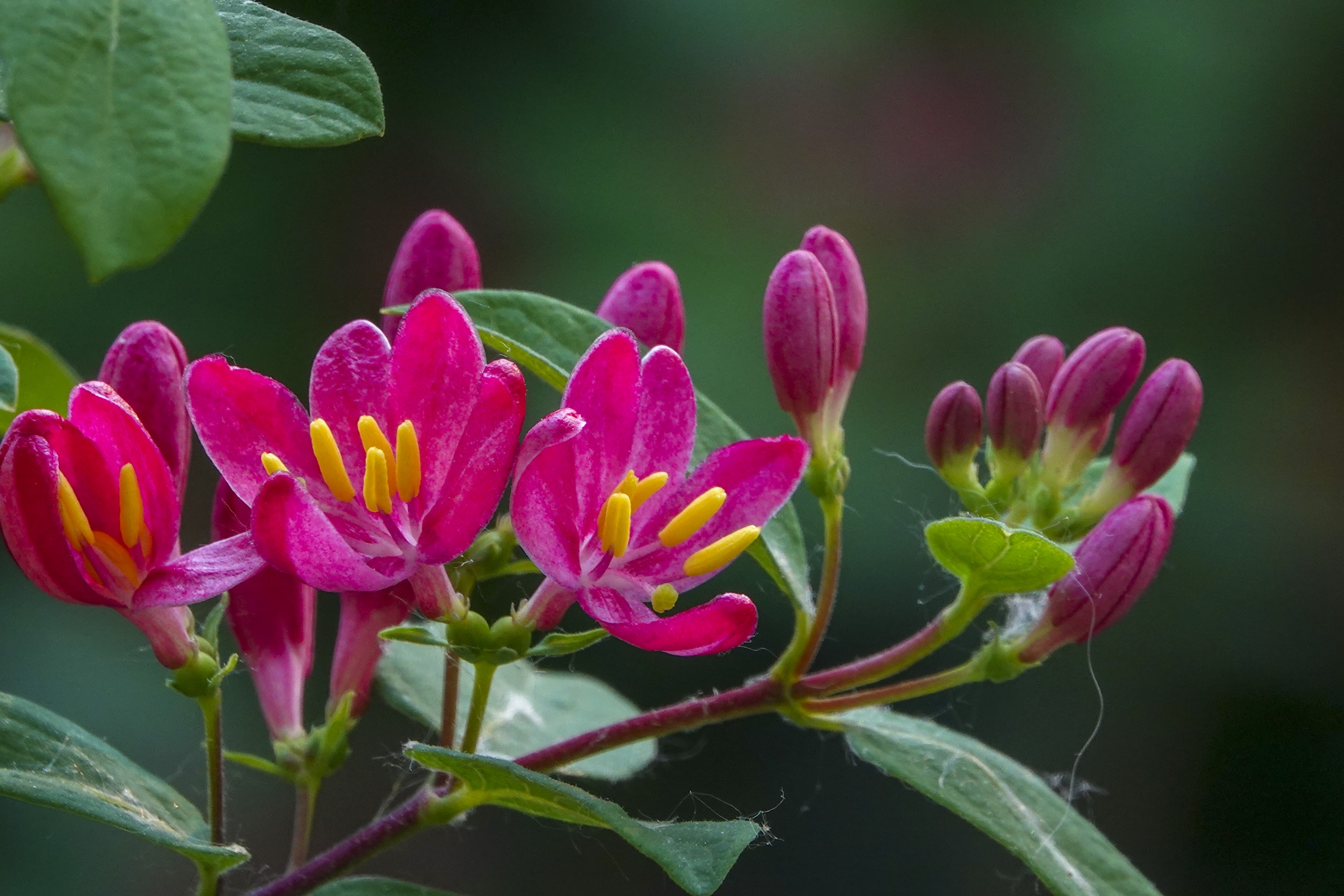 红花忍冬【vv首发】