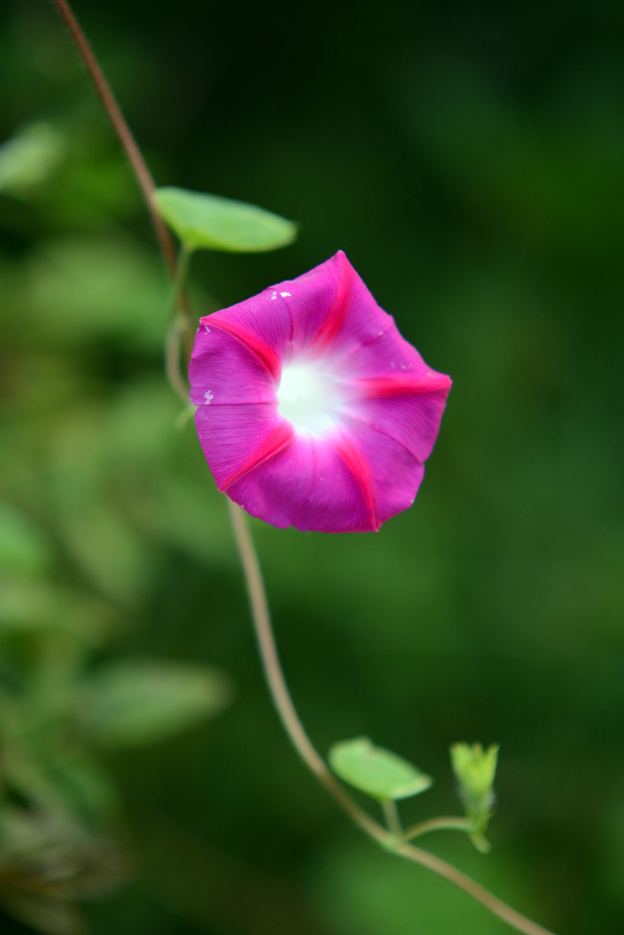 牵牛花