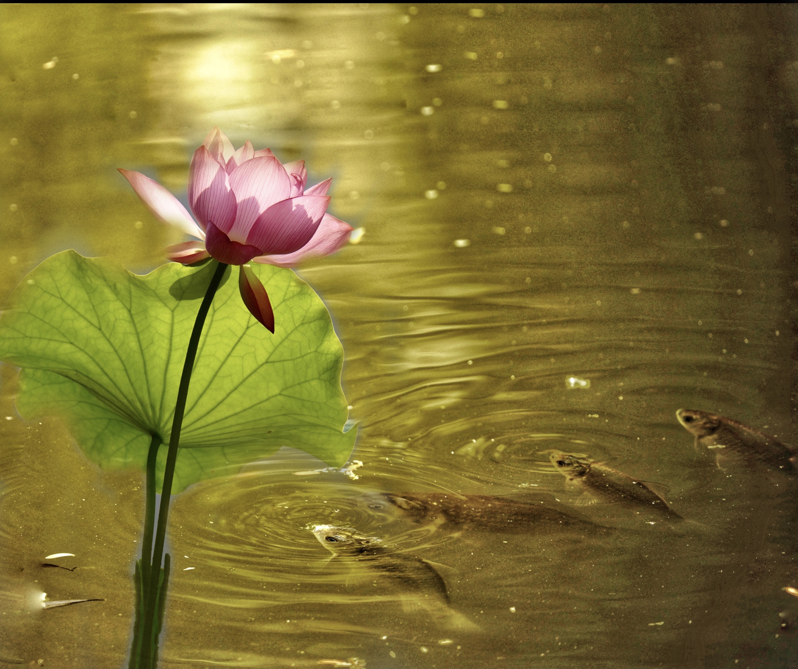 烟雨芙蓉出水来