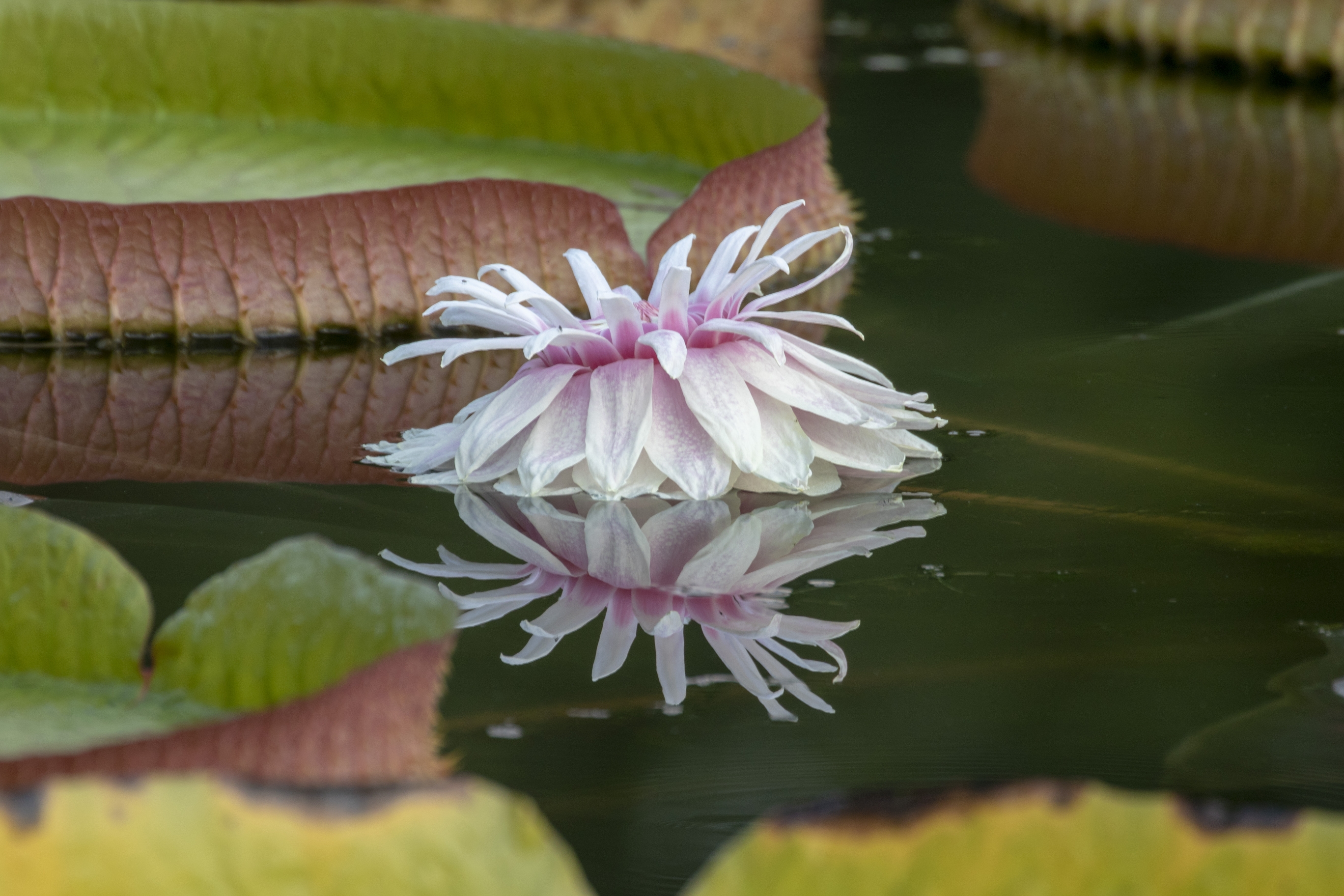 【首发】科鲁兹王莲(2)