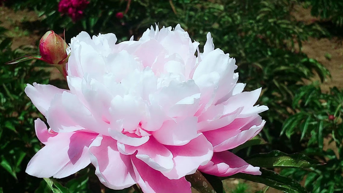 走进芍药园牡市温春