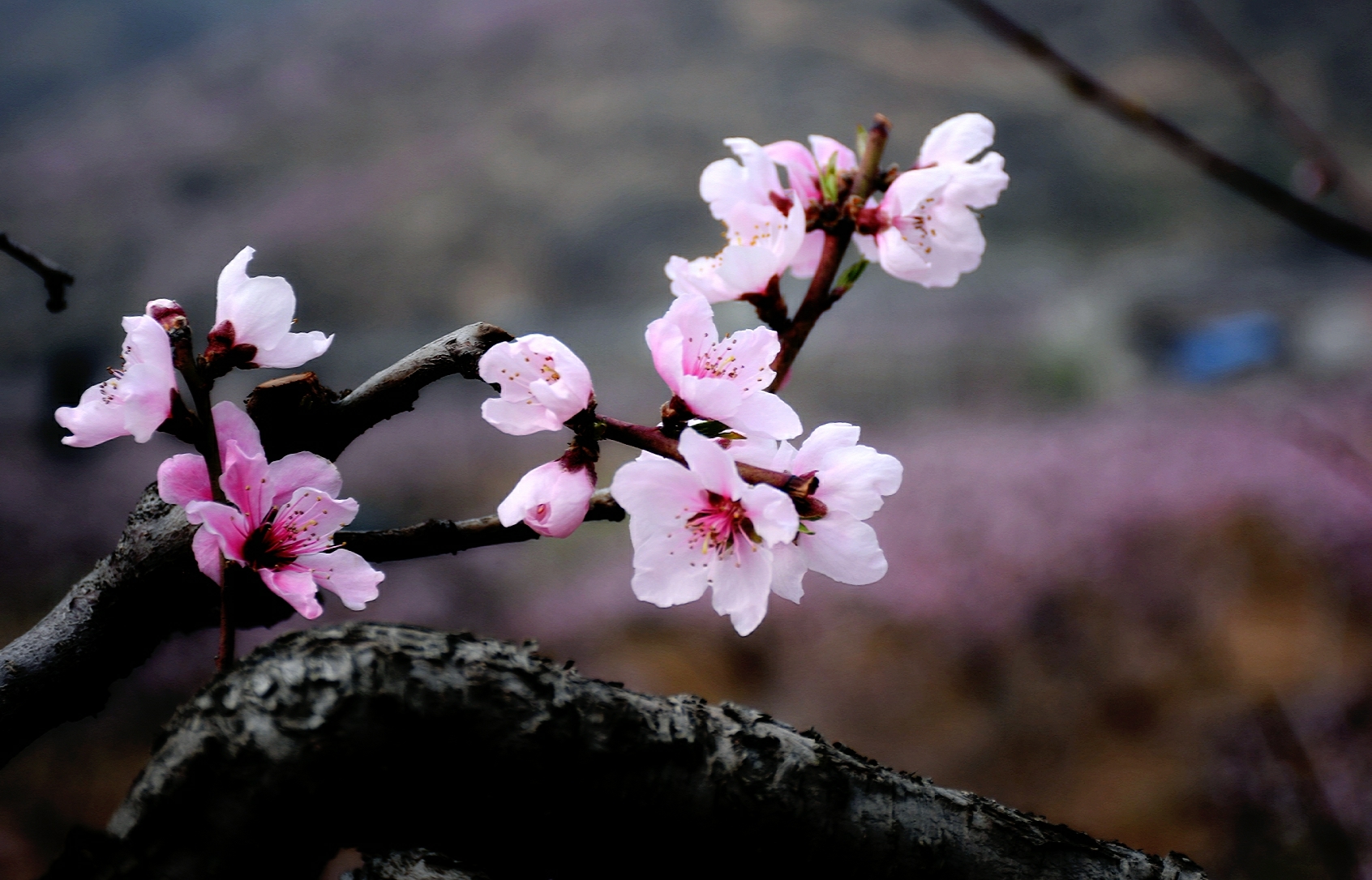 山野桃花朵朵开