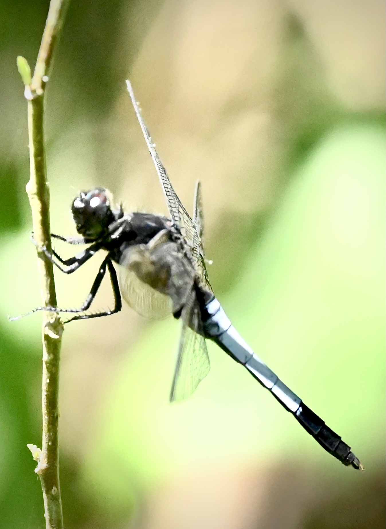 异色灰蜻～～～鼎脉蜻蜓〔首发