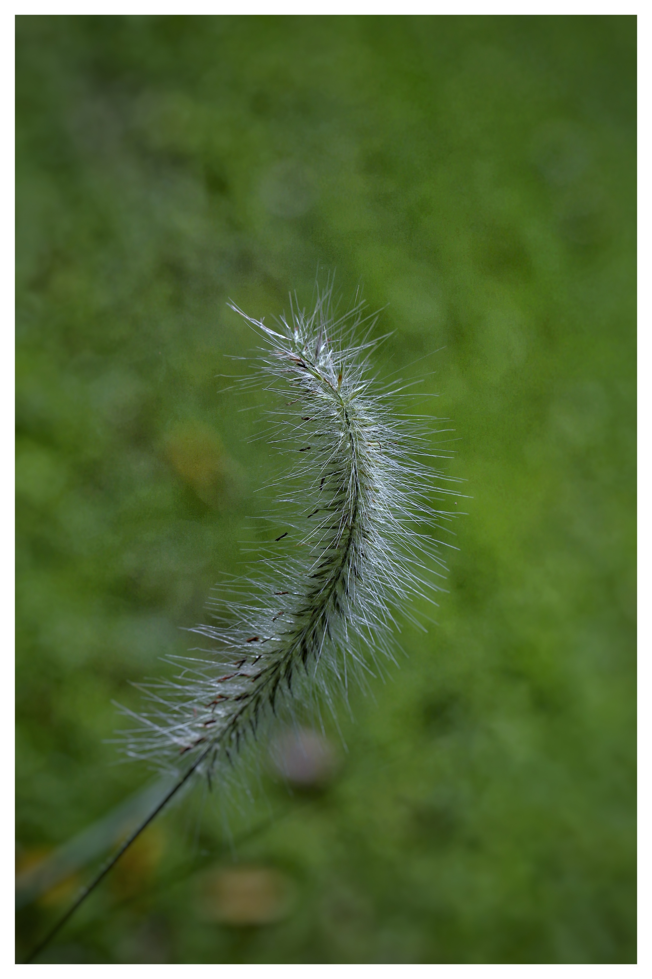 另外,还有个成语叫"不稂不莠,稂就是狼尾草,莠乃狗尾巴草.狗尾