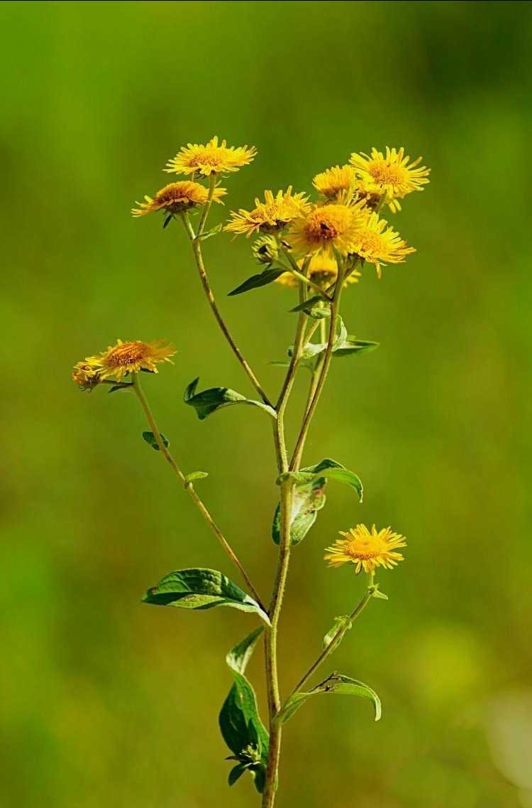 旋覆花《首发》