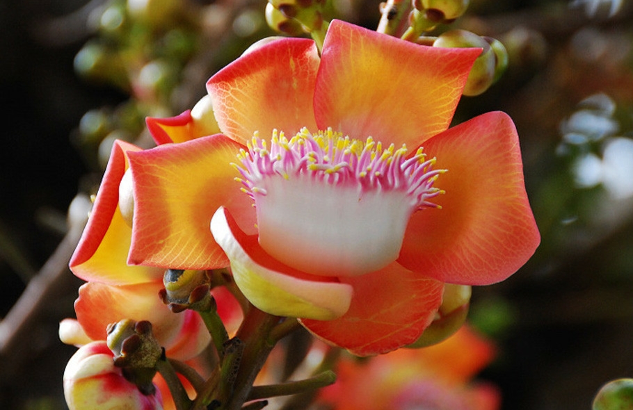 铁筷子昙花栀子夏堇使君子山丹丹香水草萱草鲁冰花勿忘我石斛曼陀罗蒜