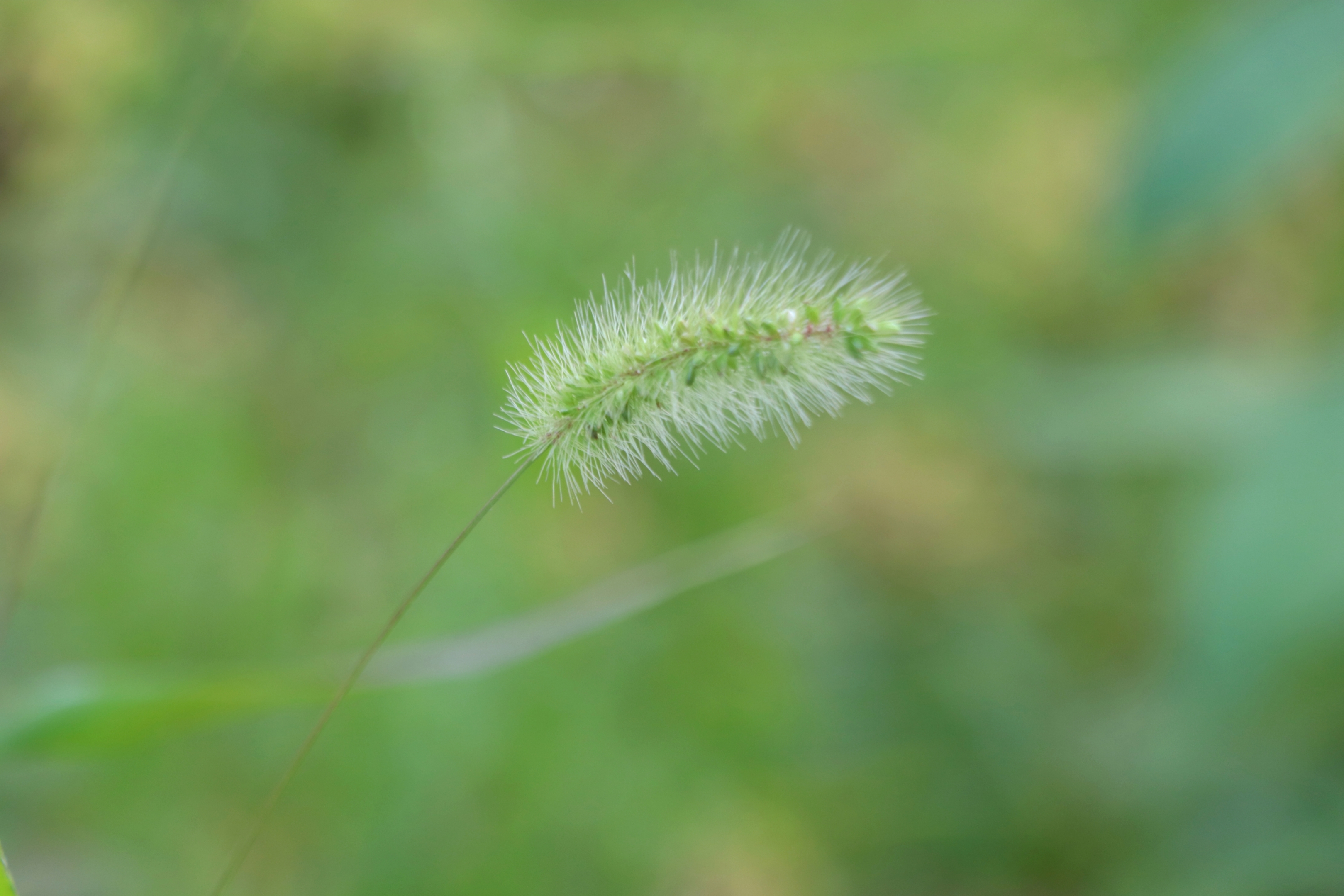 狗尾巴草壁纸图片