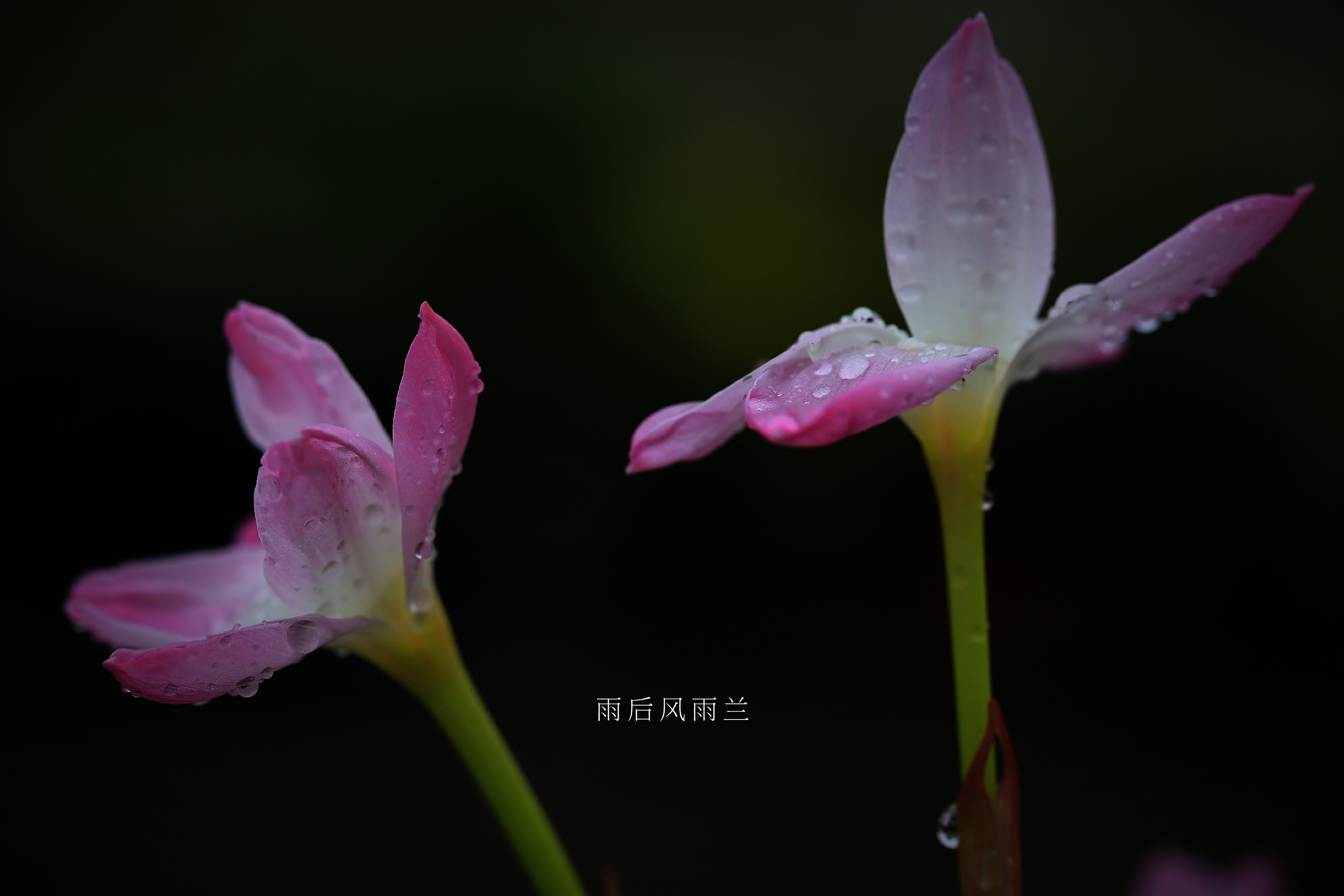 【首发】雨后风雨兰(六)