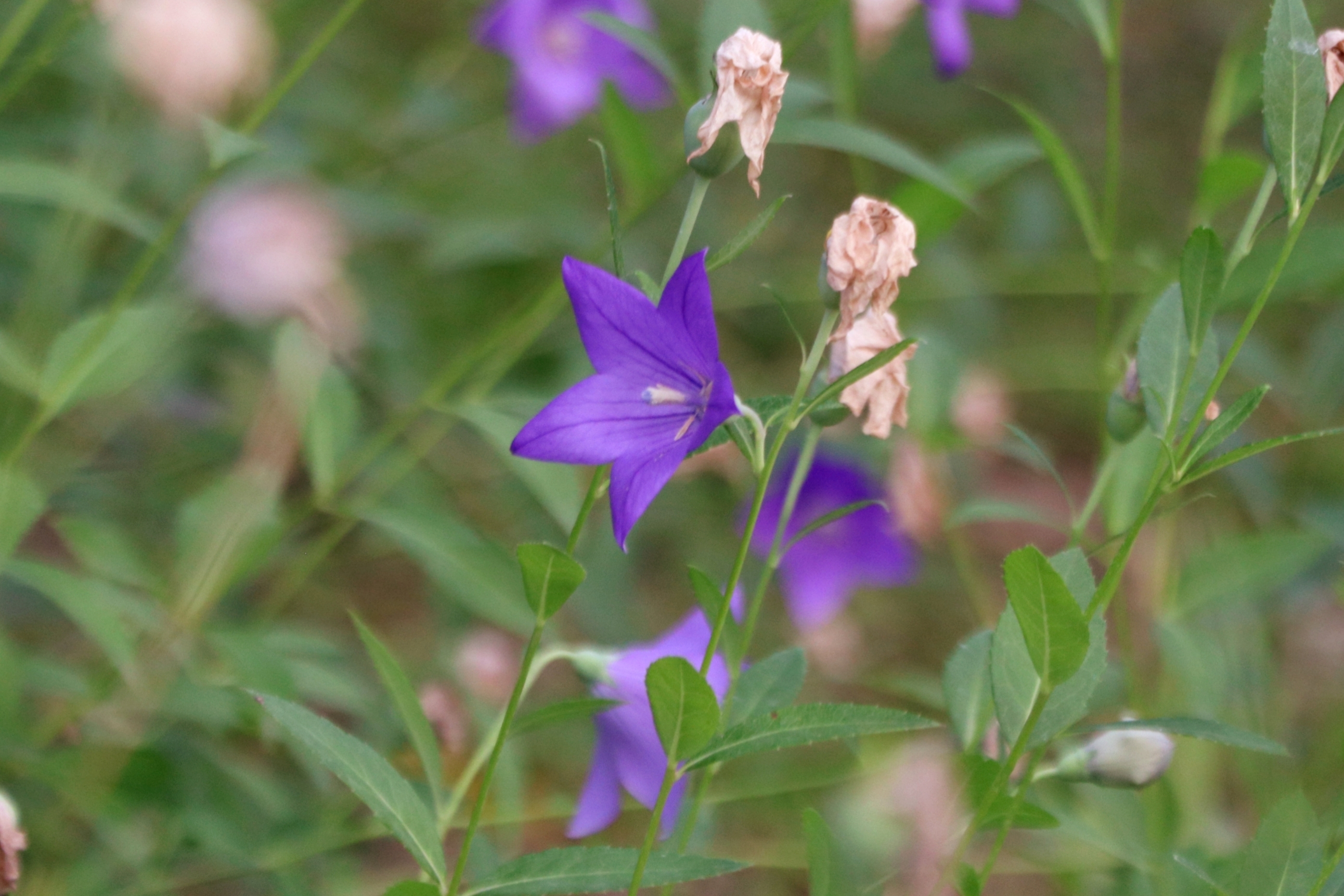 桔梗花『首发』