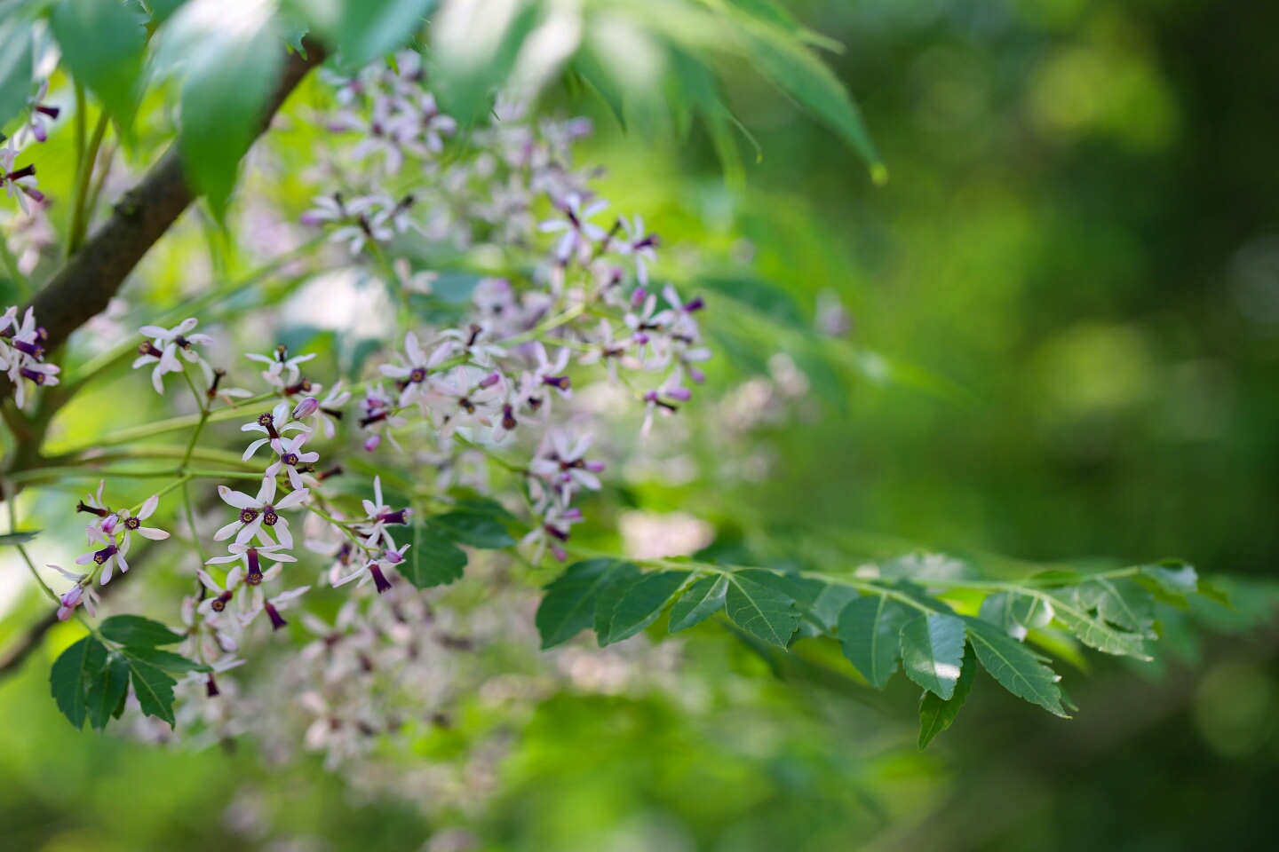 楝樹花開