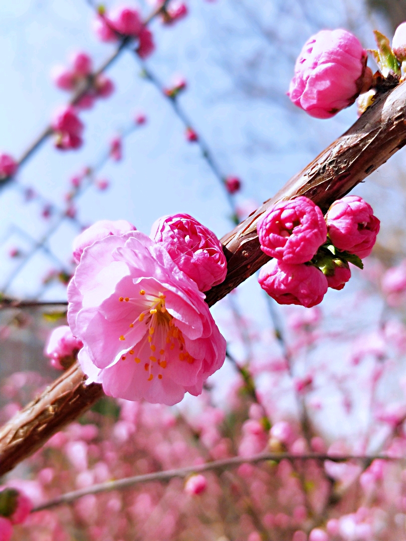 花团锦簇小桃红