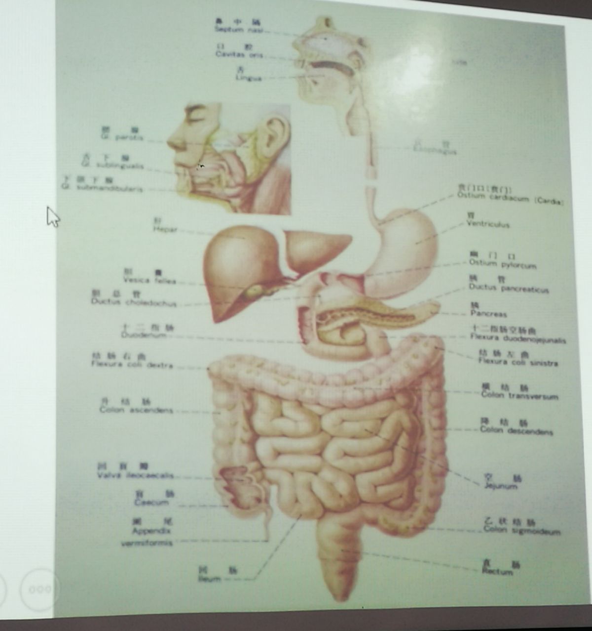 97看看我们的五脏六腑分布情况9697五脏六腑围绕着肚脐的八个