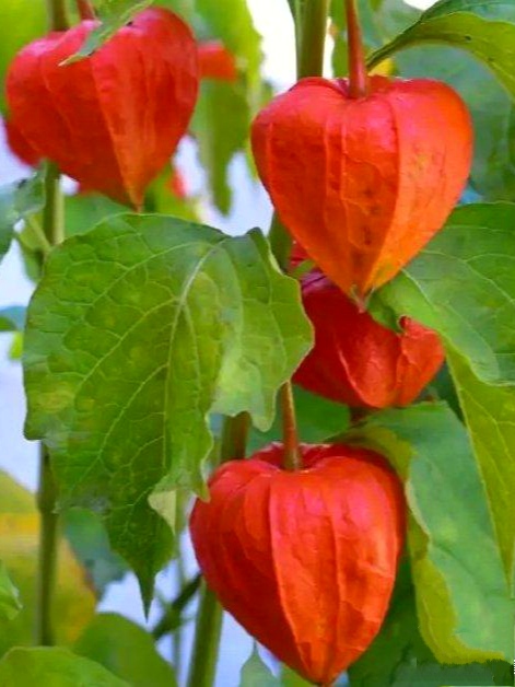 【首发】山花野草红灯笼,外罩红纱含金彤.