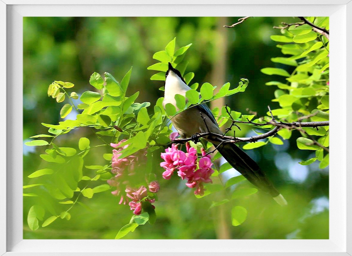 紫槐花開鳥飛舞