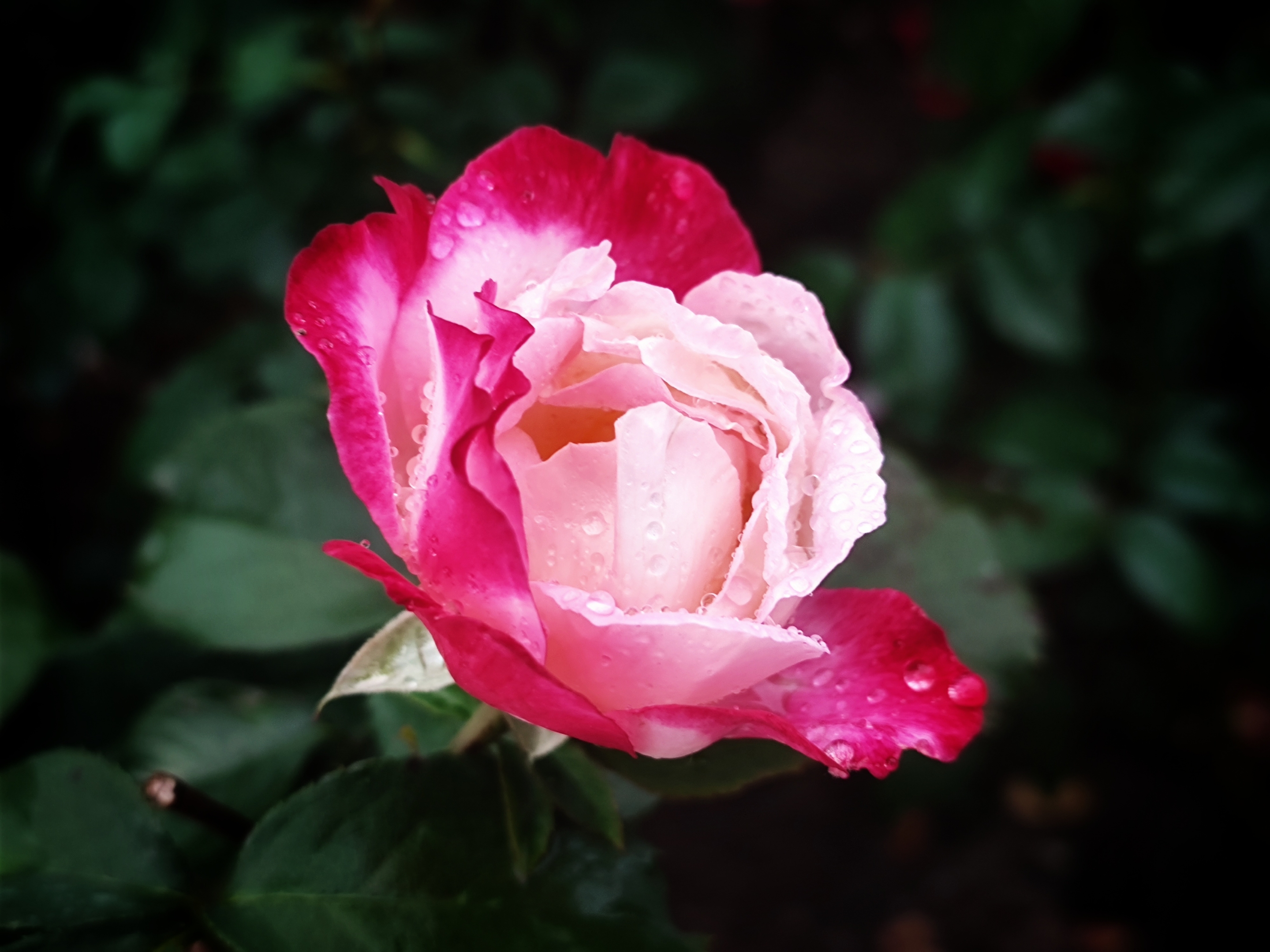 枝头挺立香月季(原创首发)