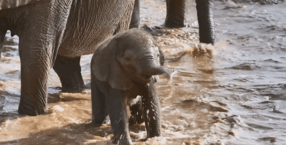 从去年3月开始,云南西双版纳的"断鼻家族"象群一路北上,至今一年有余