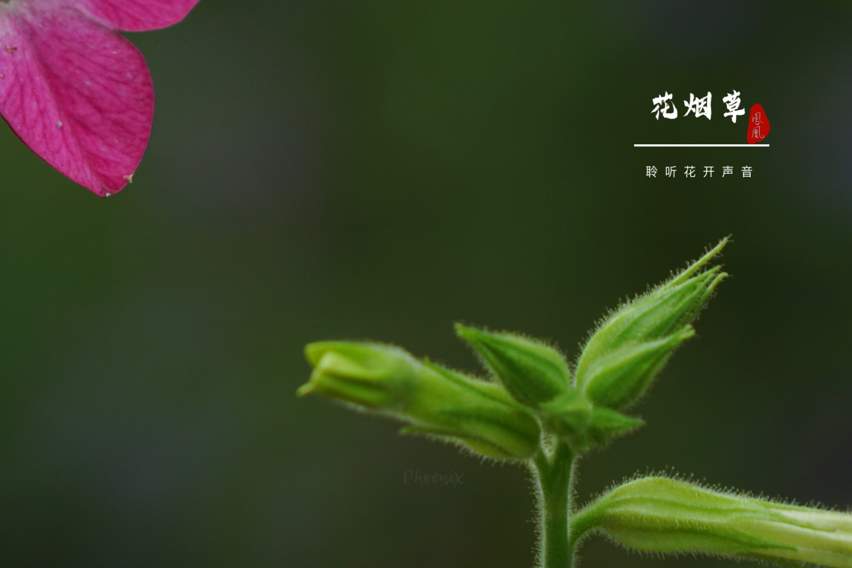 花烟草花[首发]