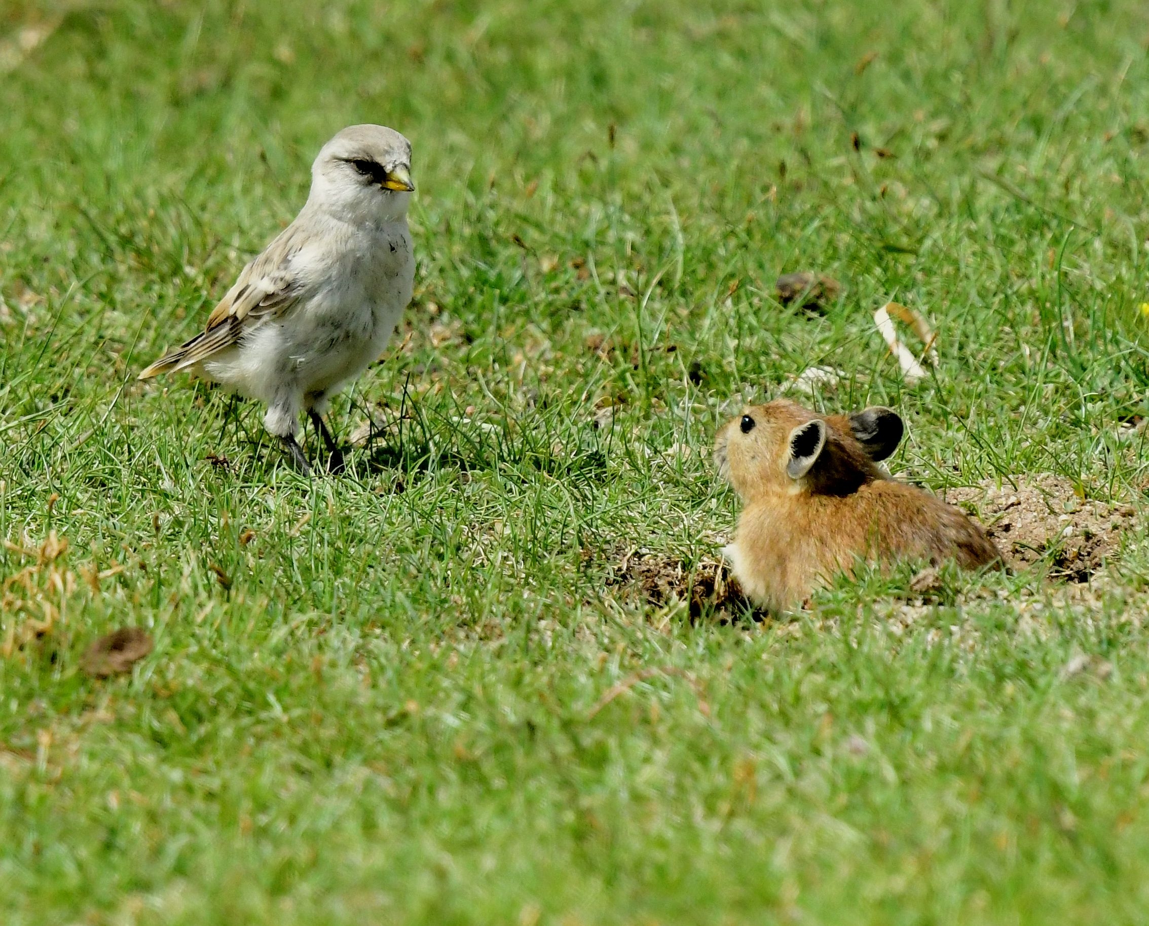 高原鼠兔【首发】