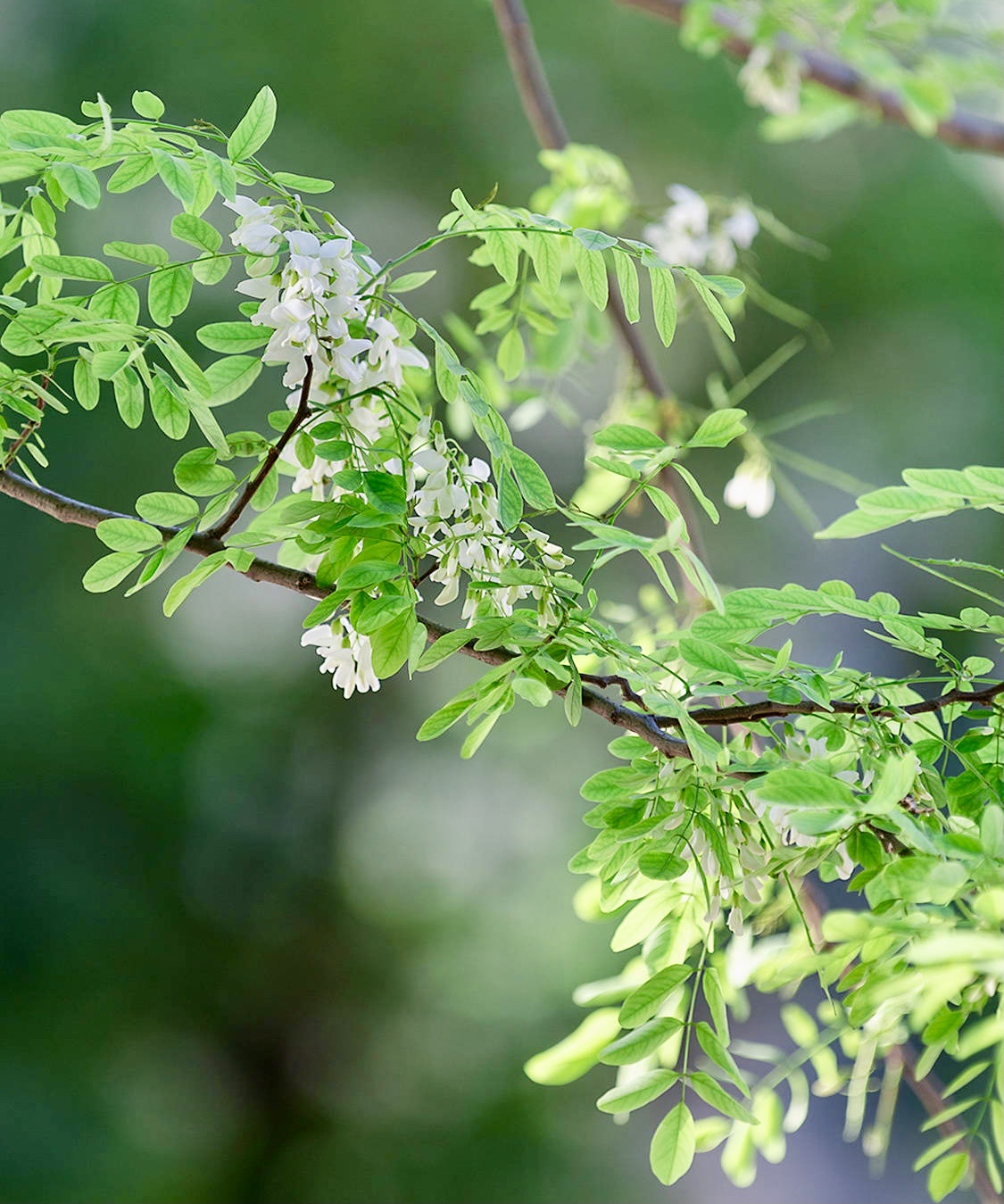 刺槐花花冠图片