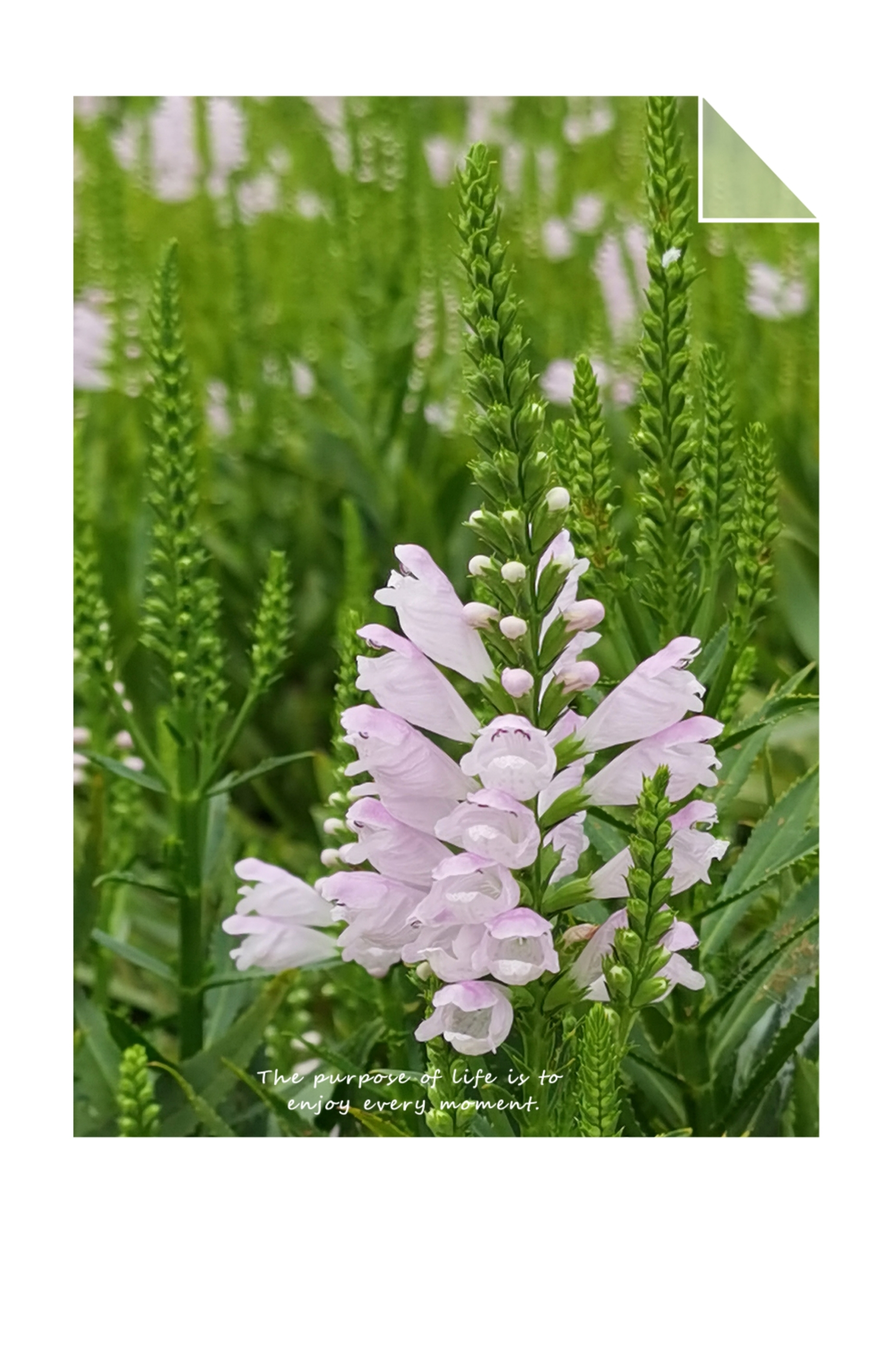 随意草【首发】