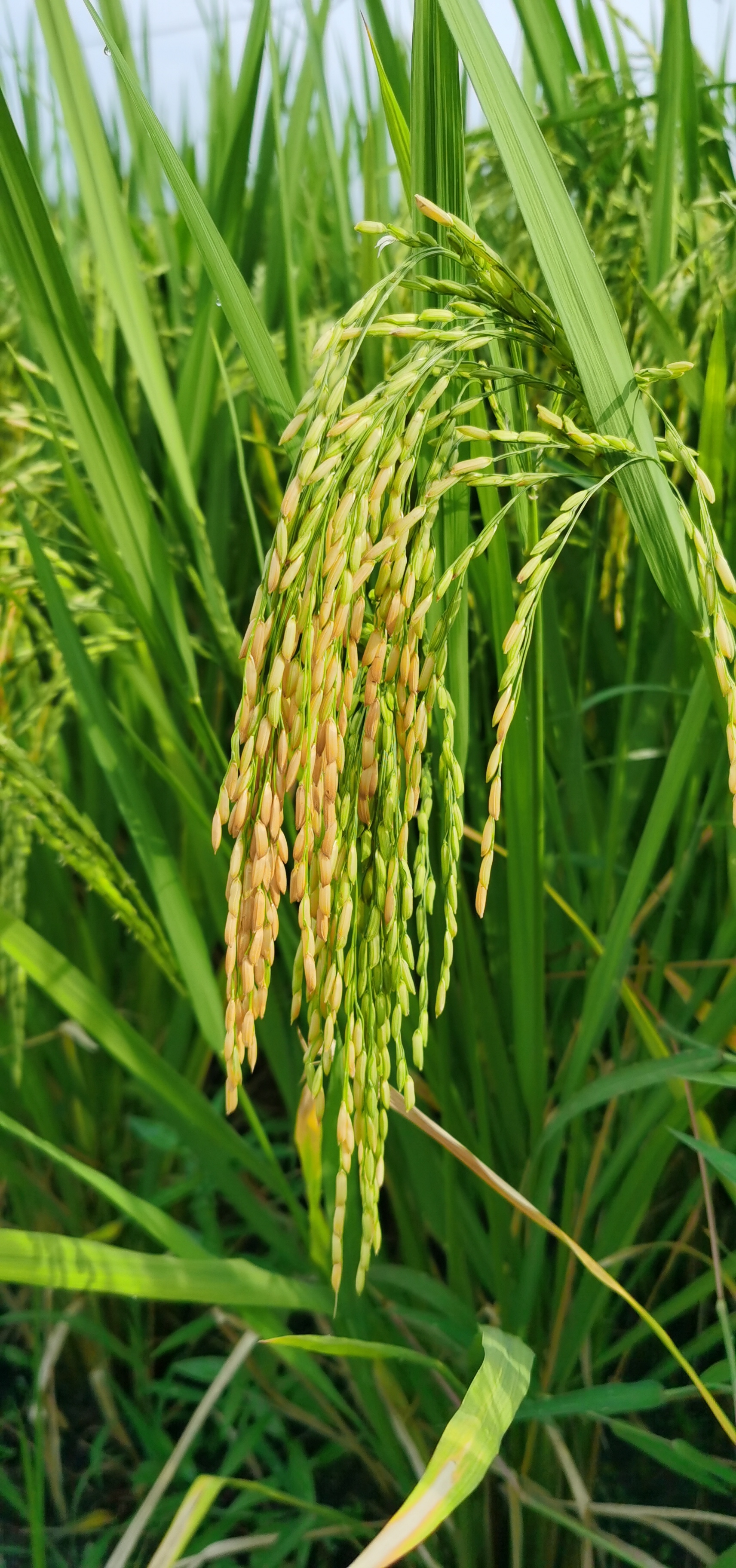 田野稻菽香(首发)