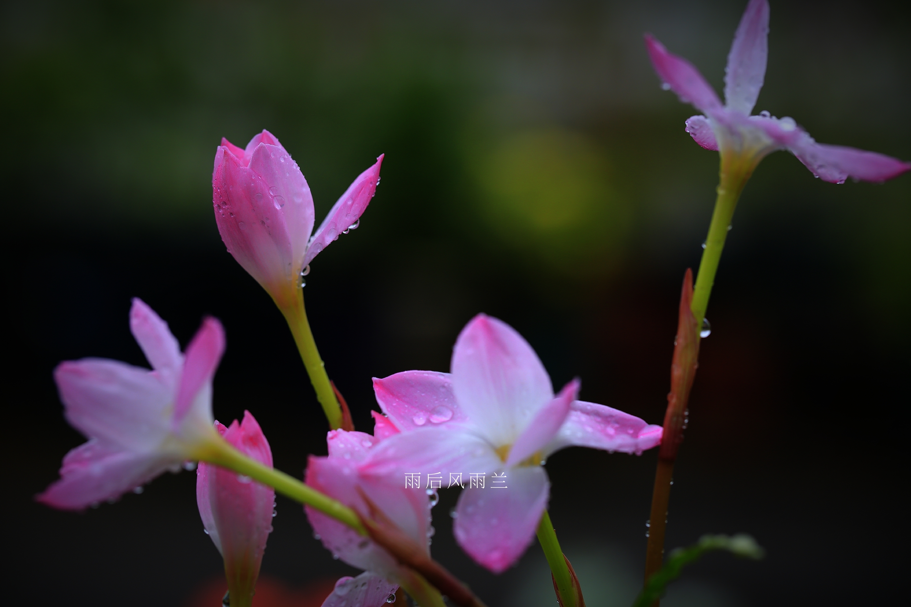 【首发】雨后风雨兰(六)