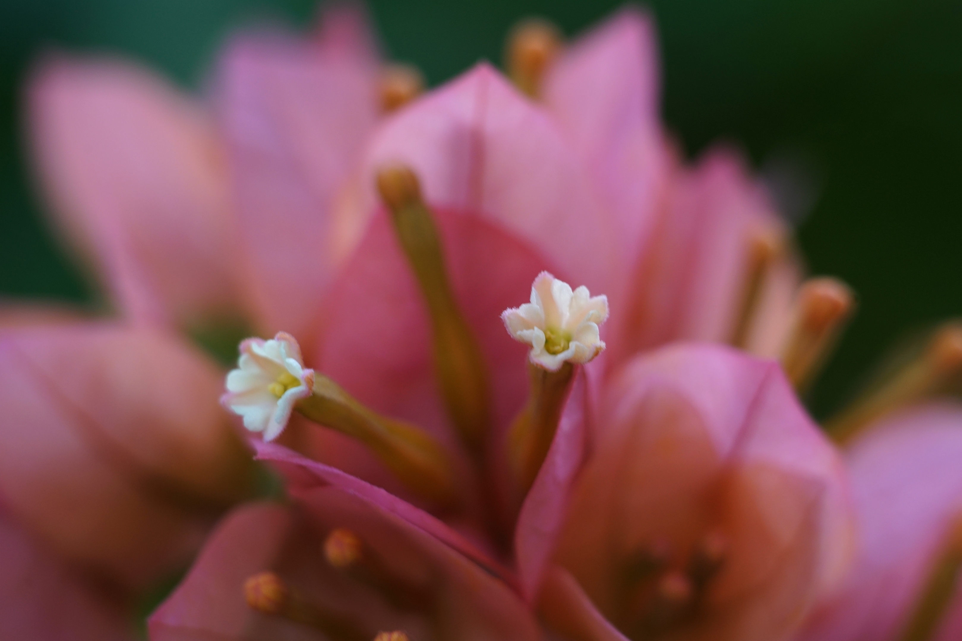 微拍塔橙三角梅