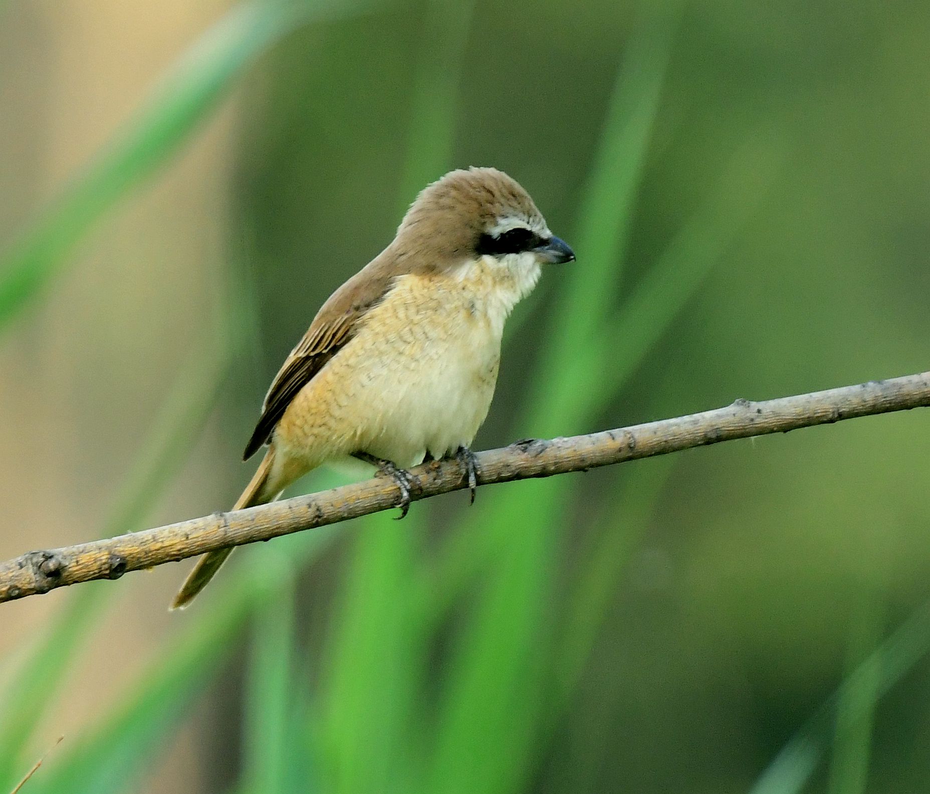 红尾伯劳鸟【首发】