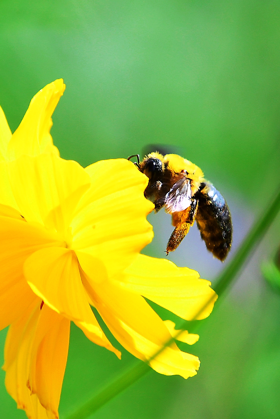 格桑花上的木蜂