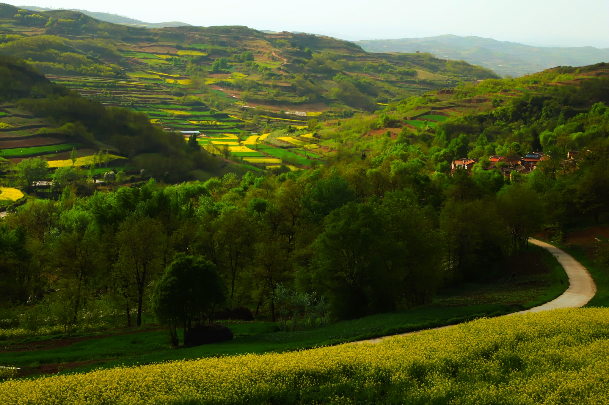 甘肃陇南礼县宽川油菜花.