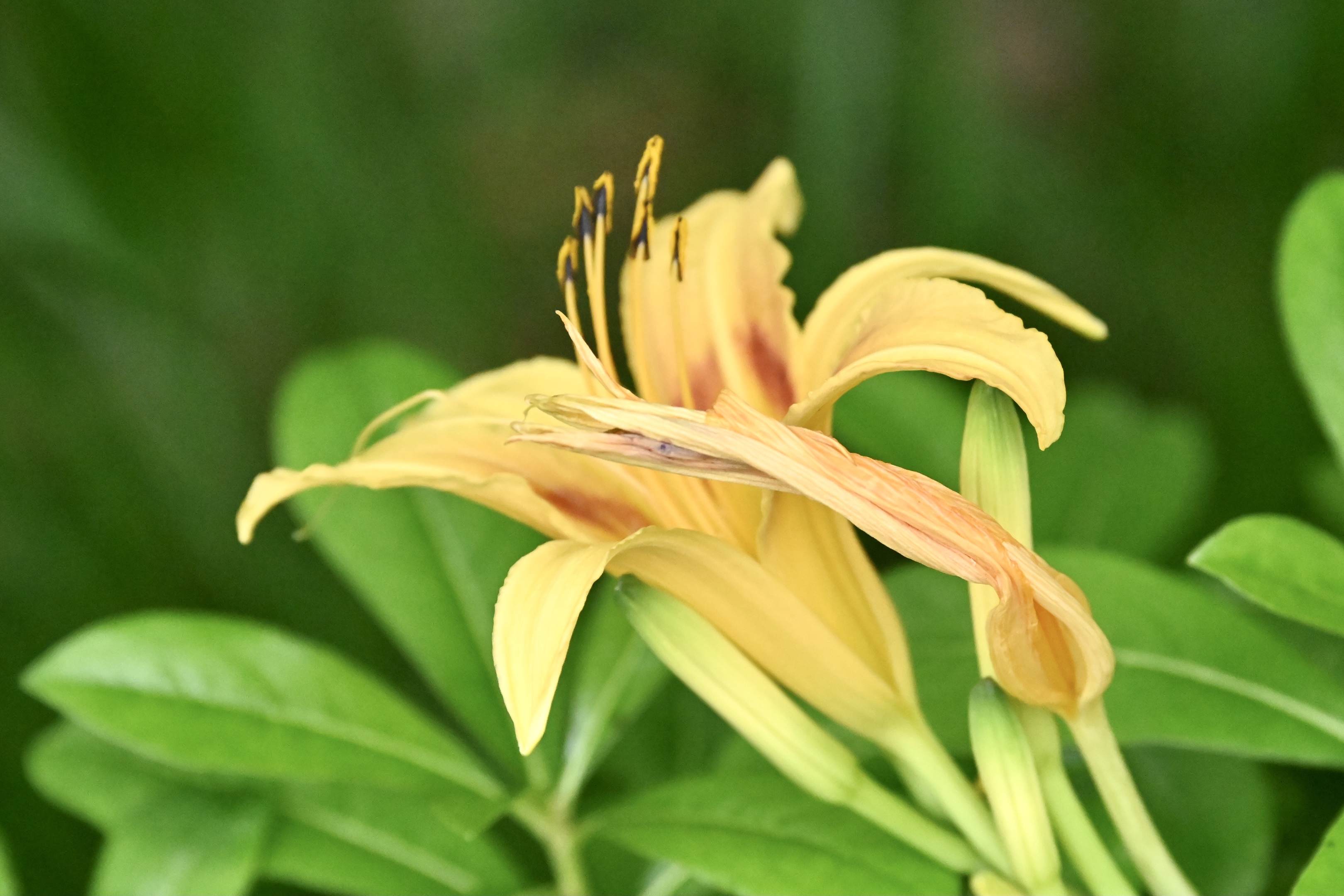 黄花萱草〔首发