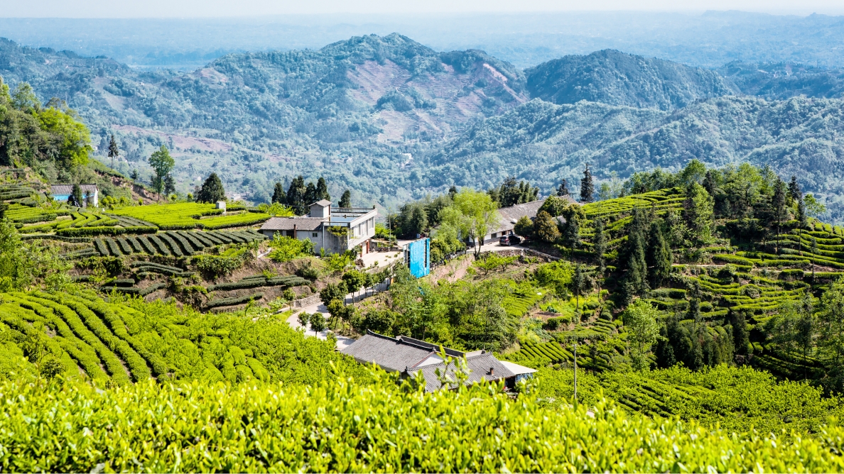 行摄普兴茶山 体验真实自然