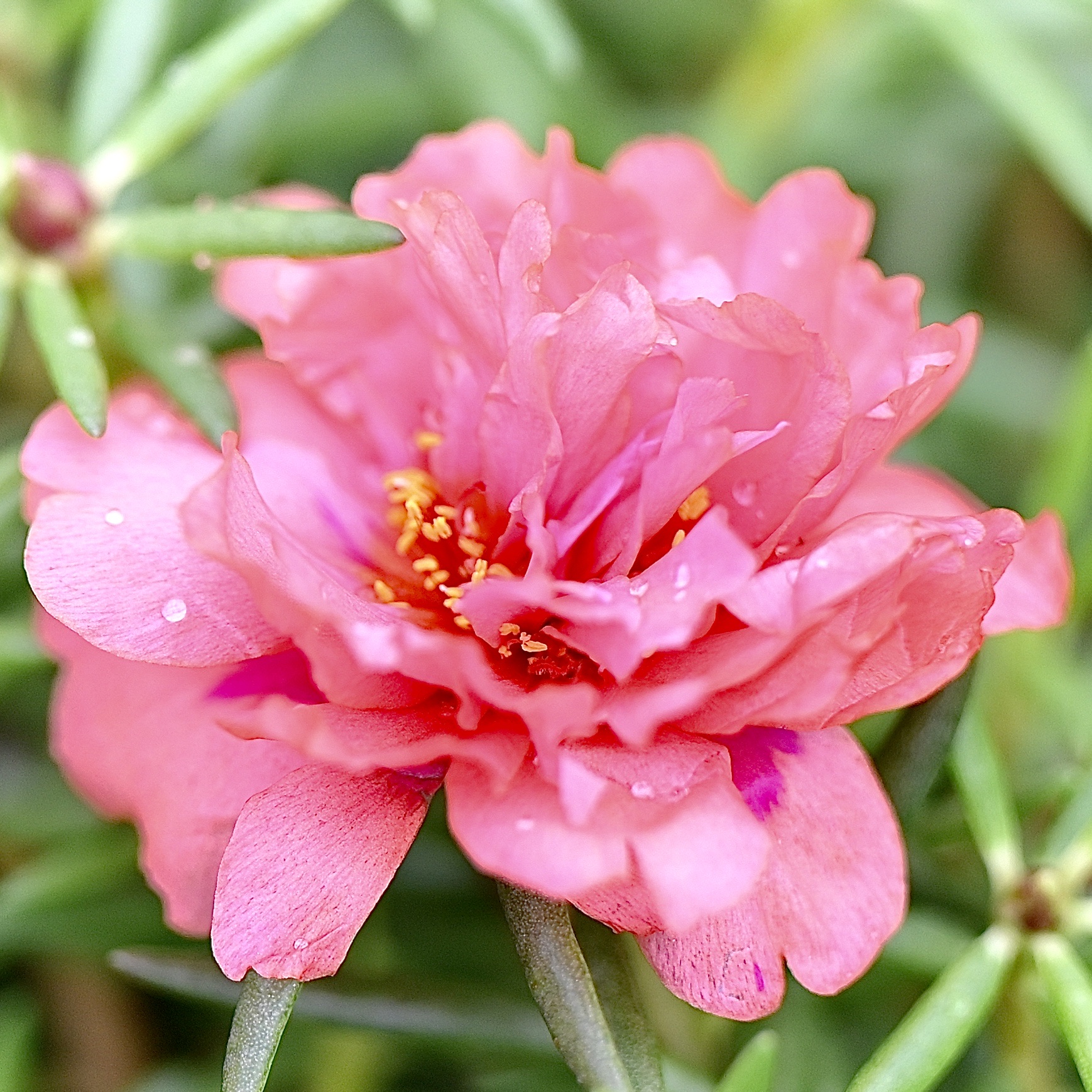 天真无邪～松叶牡丹