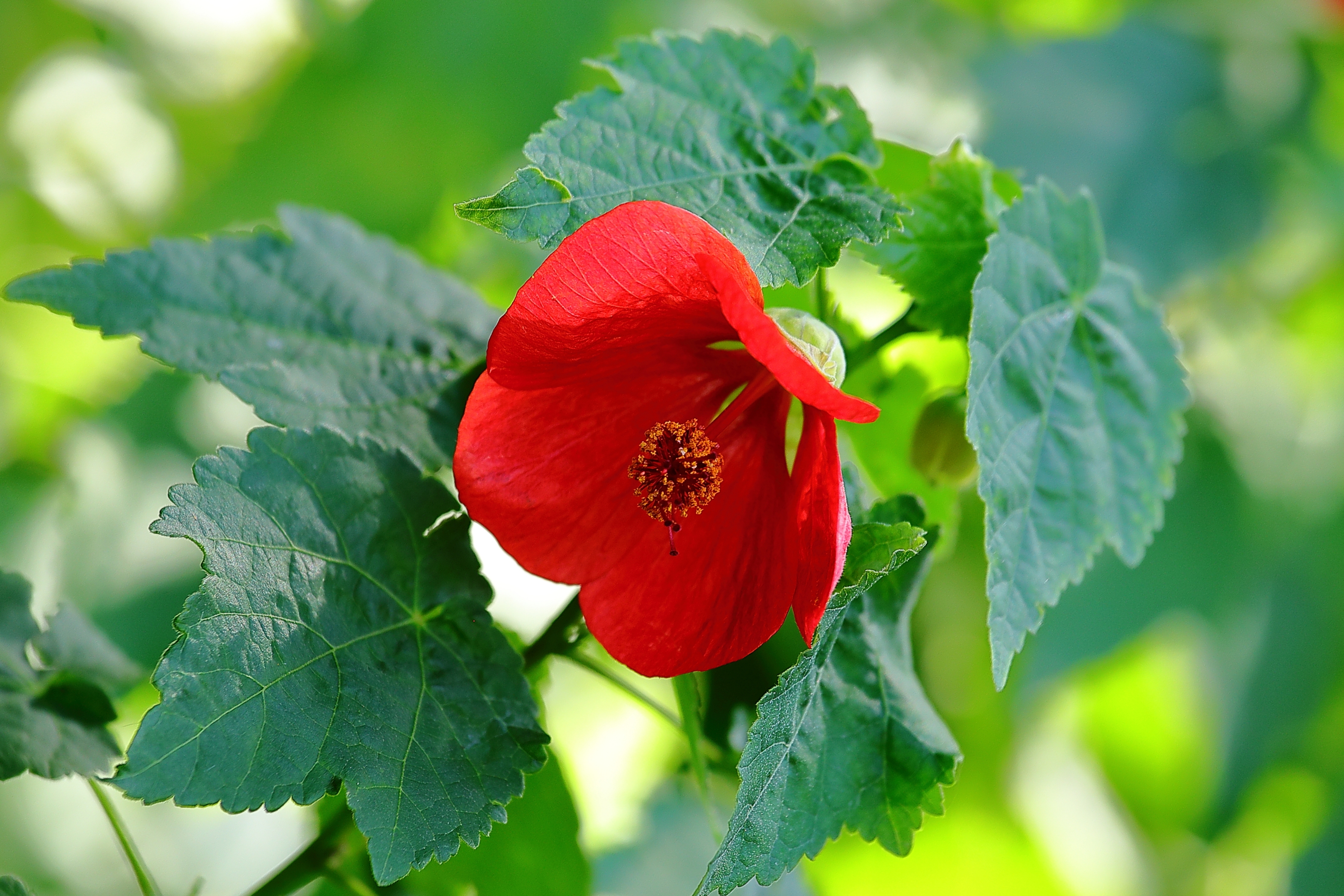 【首发】火红的箭叶秋葵